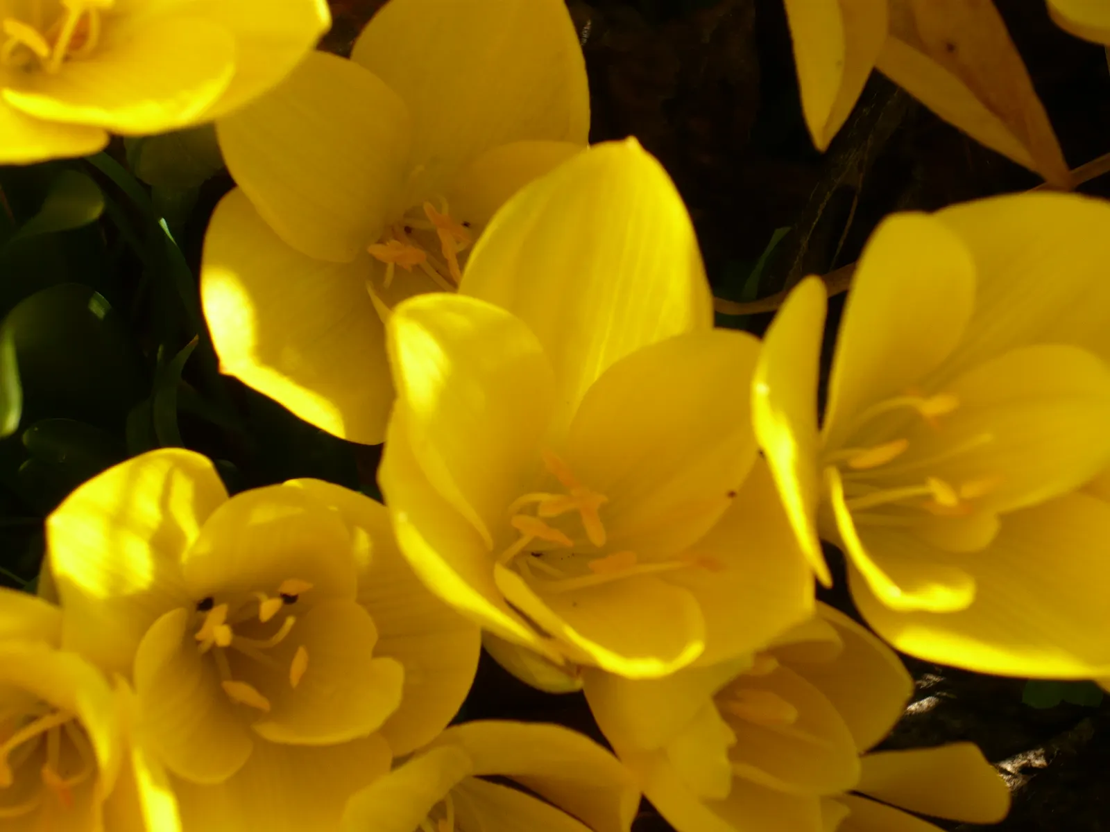 Autumn Daffodil (Sternbergia lutea) — Hailing from the Mediterranean to Southwest Asia; creating bold sweeps of yellow that enliven the autumn garden