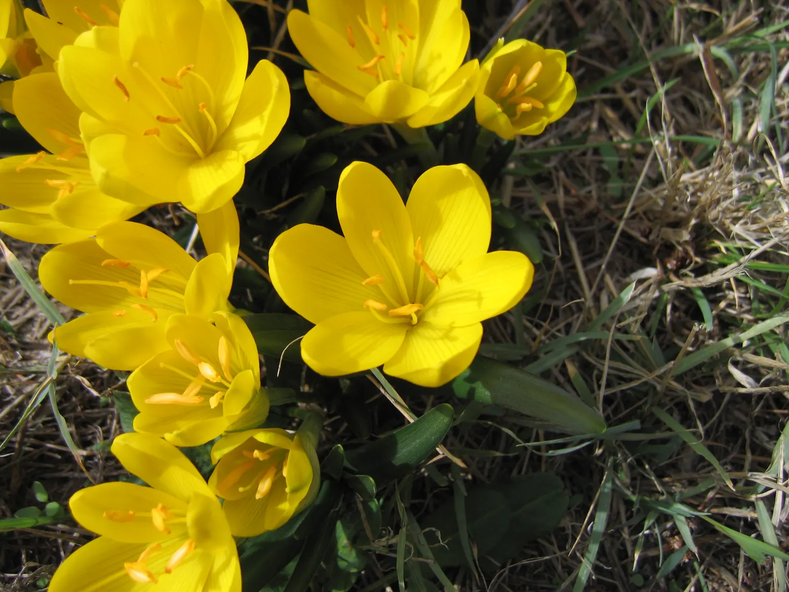 Autumn Daffodil (Sternbergia lutea) — this hardy plant is a member of the Amaryllidaceae family; reaching up to 6 inches in height, this perennial requires