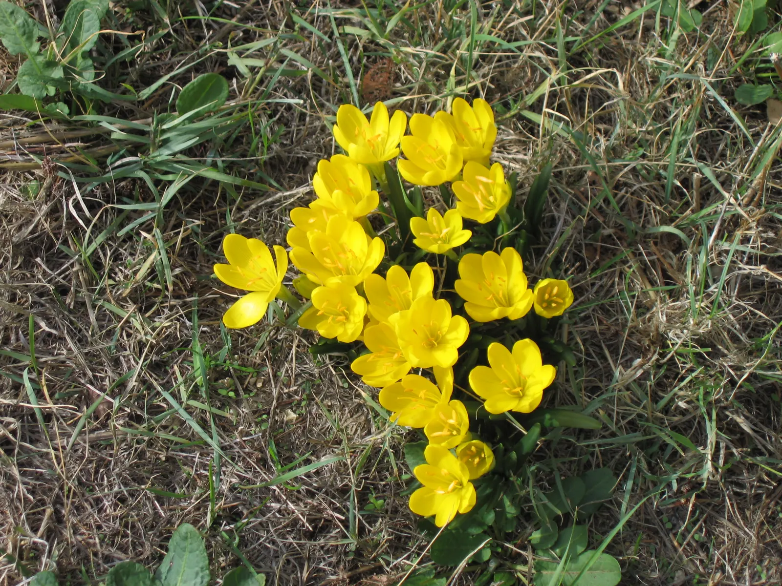 Autumn Daffodil (Sternbergia lutea) — It's especially effective when planted in clusters or drifts; borne on stems approximately 4 to 6 inches tall