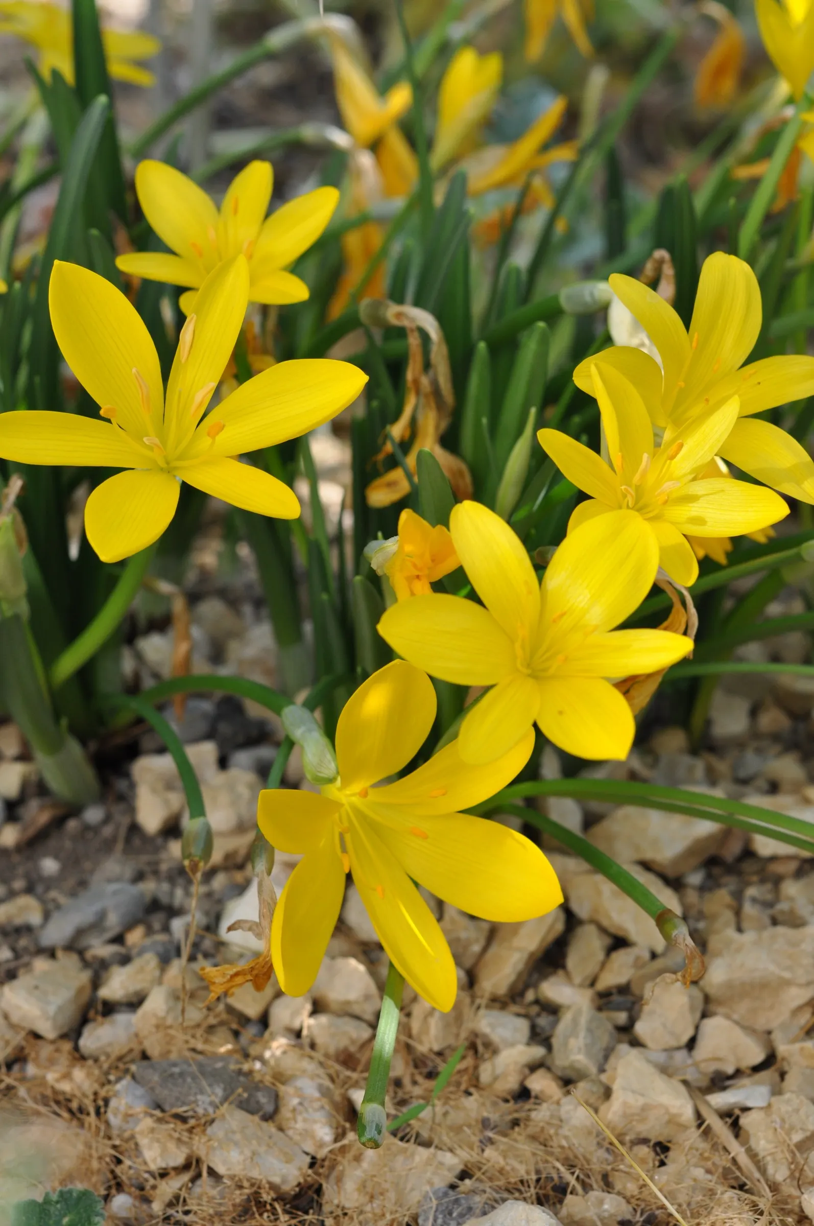 Autumn Daffodil (Sternbergia lutea) — closely related to true daffodils and amaryllis.<br><br>Sternbergia lutea is celebrated for its vibrant yellow; typically