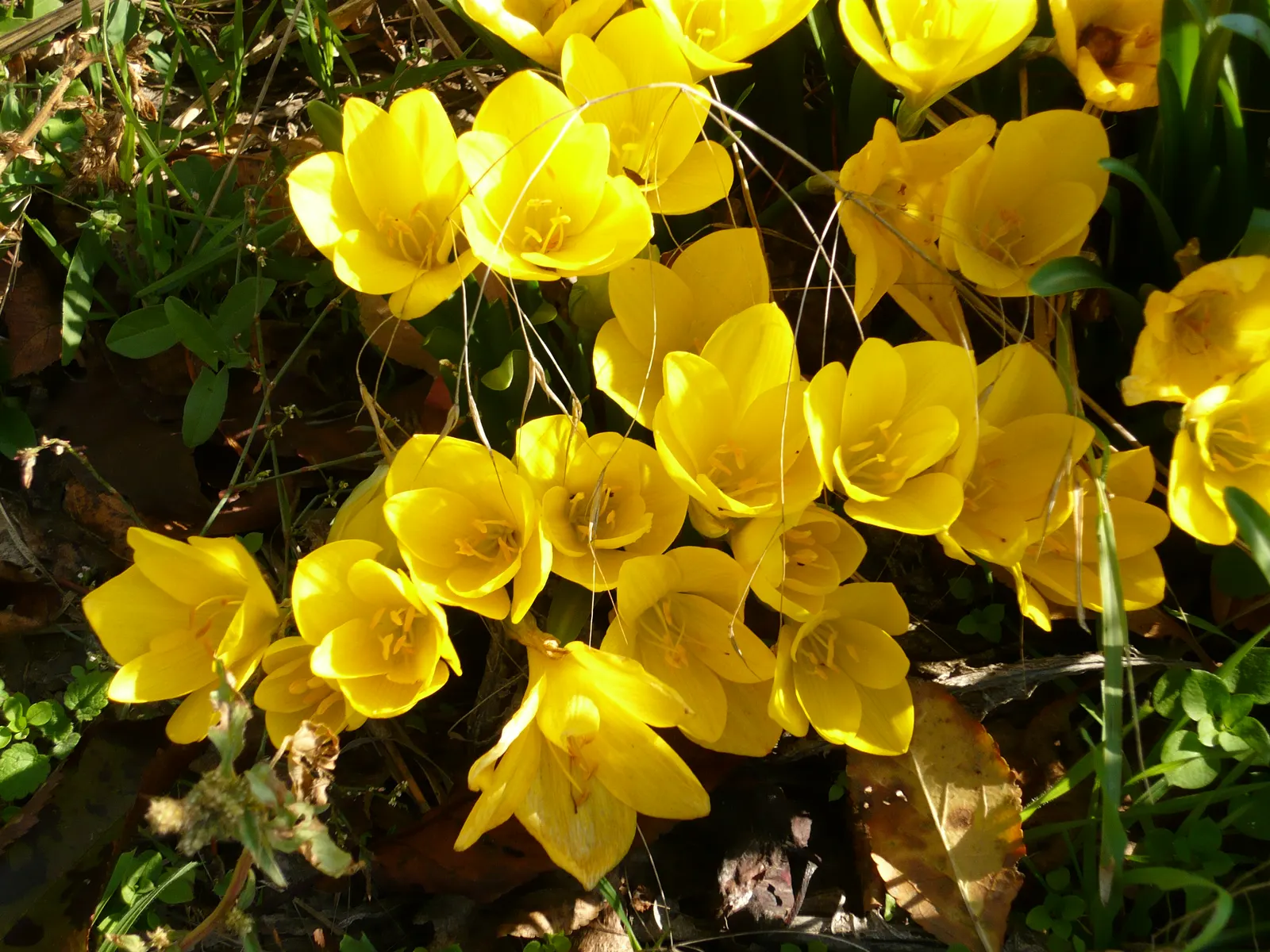 Autumn Daffodil (Sternbergia lutea) — The cheerful yellow flowers also have the added benefit of attracting pollinators, supporting local ecosystems, image 47
