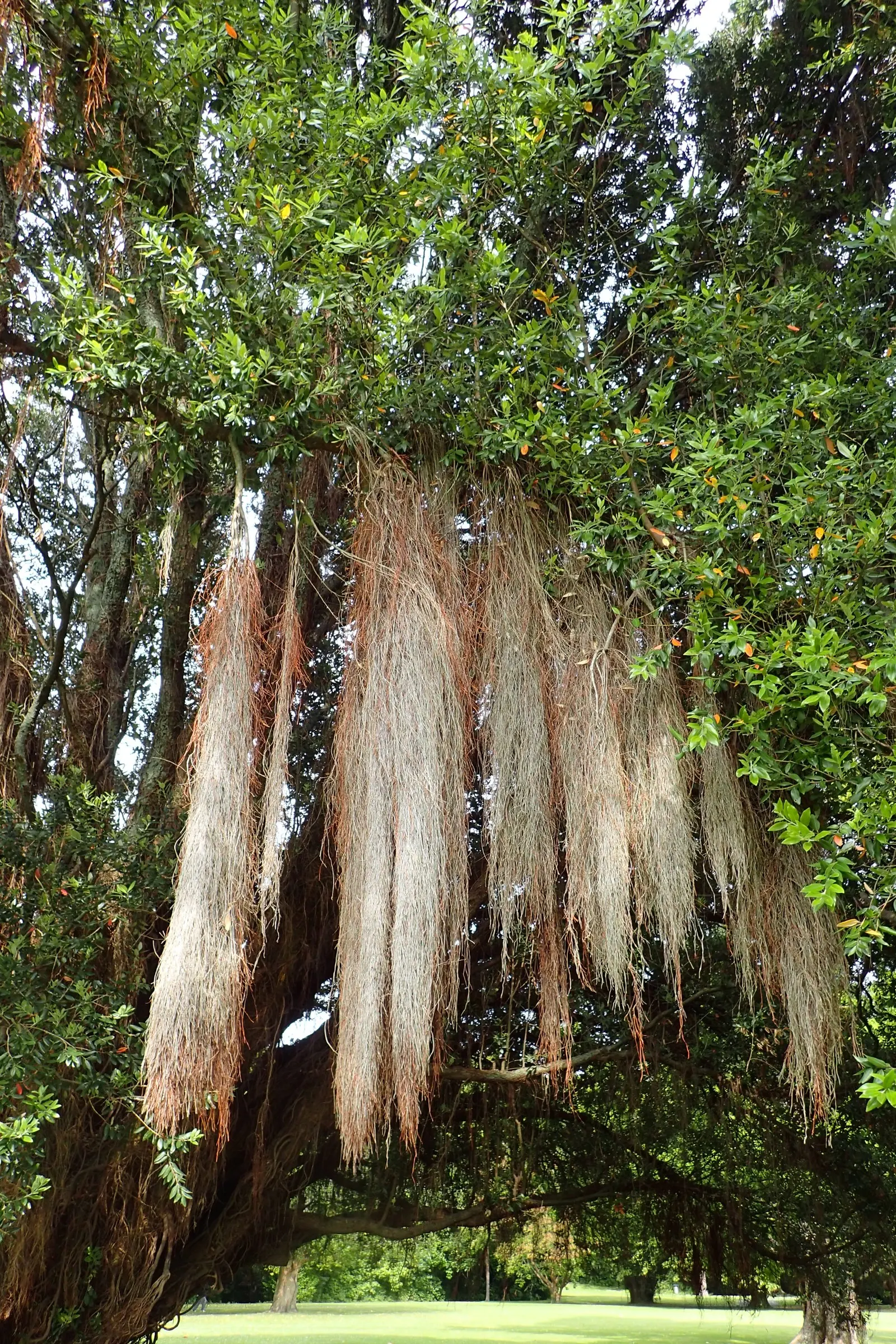 New Zealand Christmas Tree (Metrosideros Excelsa) — widely known as Metrosideros excelsa; shrub / tree for full, image 53