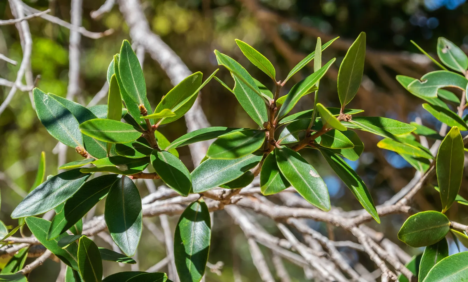 New Zealand Christmas Tree (Metrosideros Excelsa) — widely known as Metrosideros excelsa; shrub / tree for full, image 69
