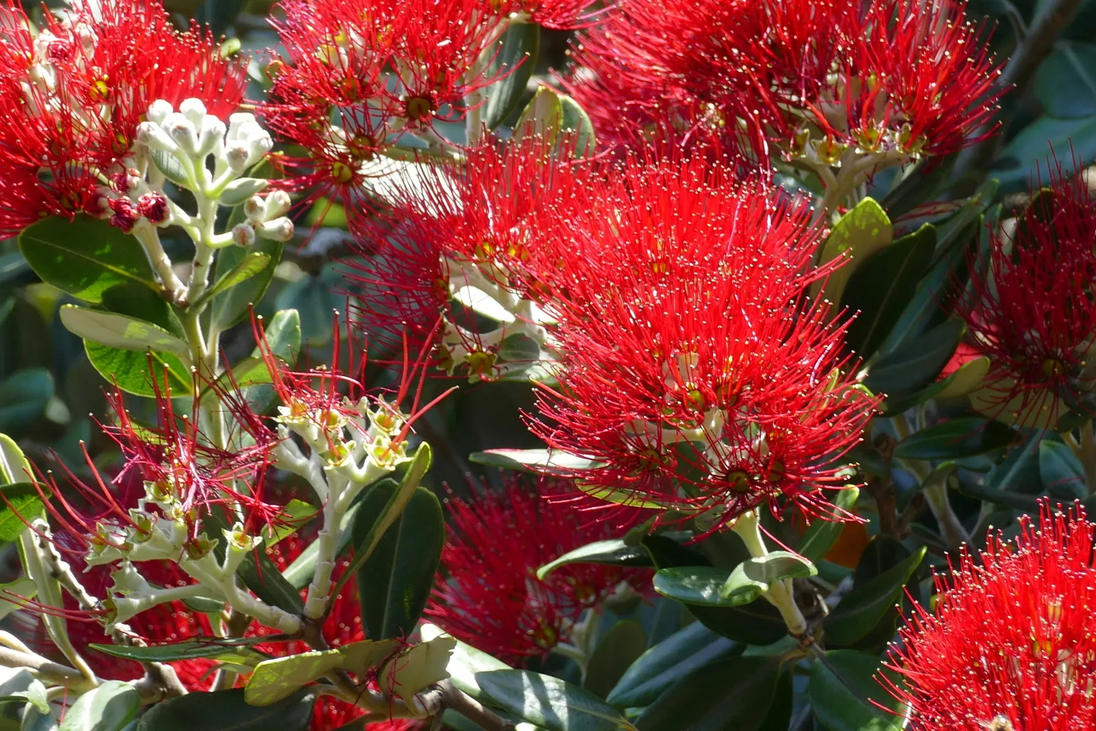 New Zealand Christmas Tree (Metrosideros Excelsa) — constitutes a hallmark species for coastal regions; spreading canopy of 20 to 35 feet wide, image 70