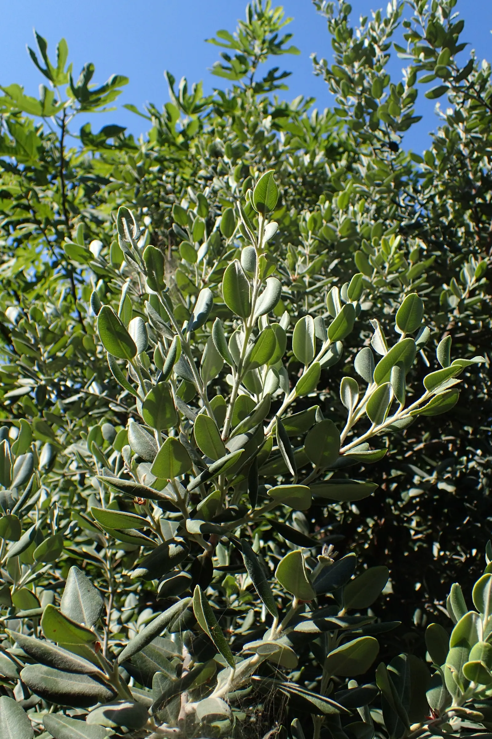 New Zealand Christmas Tree (Metrosideros Excelsa) — are a magnet for local birdlife and pollinators; measuring about 2 to 5 inches in length, image 59