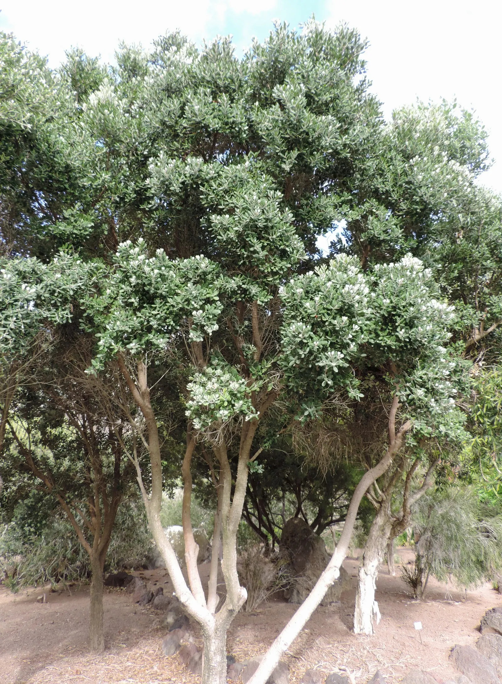 New Zealand Christmas Tree (Metrosideros Excelsa) — measuring about 2 to 5 inches in length; it boasts vibrant red, brush-like flowers blooming, image 58
