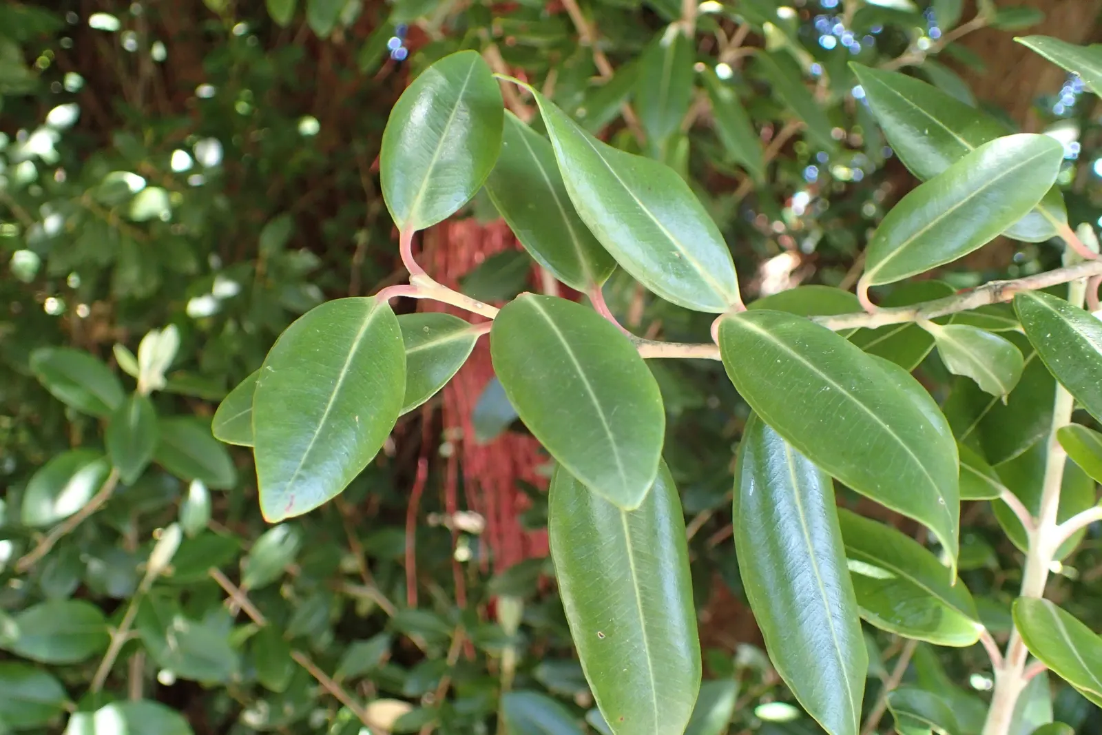 New Zealand Christmas Tree (Metrosideros Excelsa) — The New Zealand Chris&trade;as Tree; suited to USDA zones 9-11, it's wind-resistant, tolerates, image 81