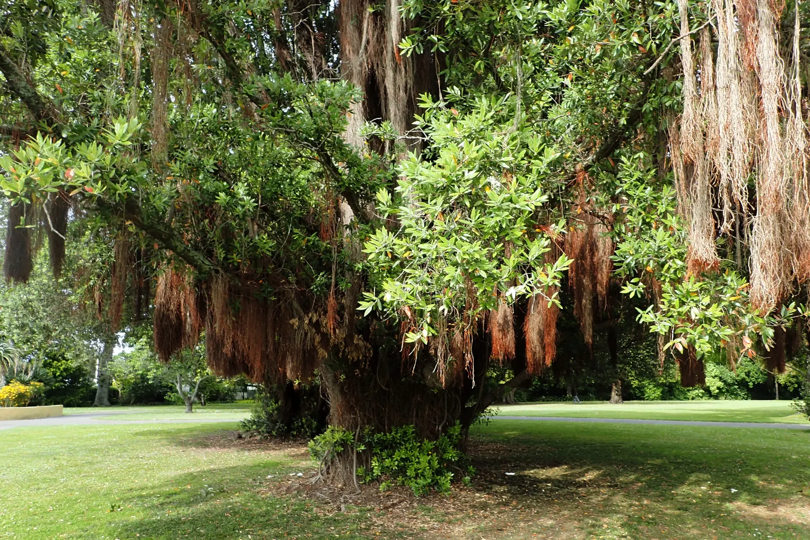 New Zealand Christmas Tree (Metrosideros Excelsa) — The New Zealand Chris&trade;as Tree; suited to USDA zones 9-11, it's wind-resistant, tolerates, image 65