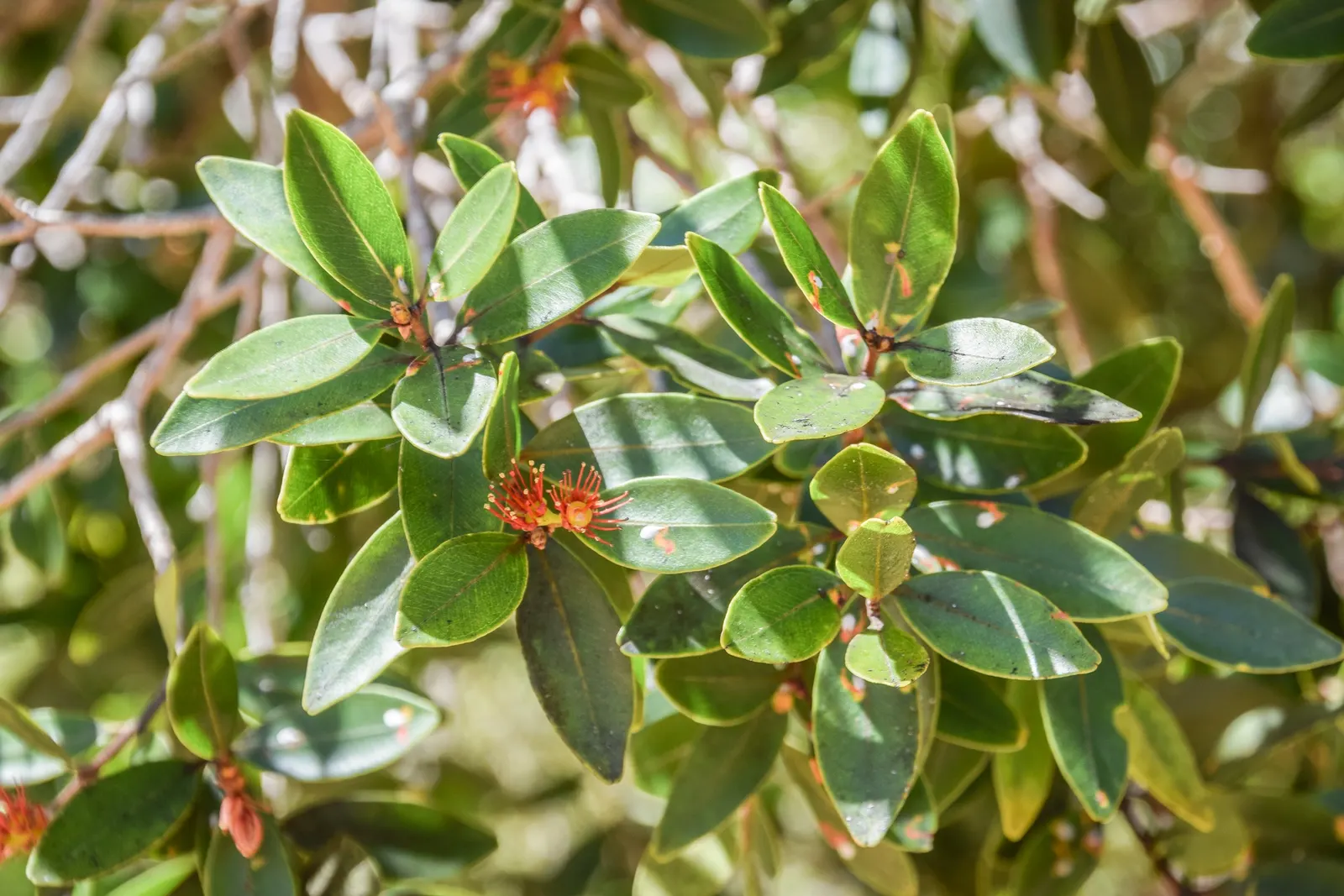 New Zealand Christmas Tree (Metrosideros Excelsa) — measuring about 2 to 5 inches in length; it boasts vibrant red, brush-like flowers blooming, image 74