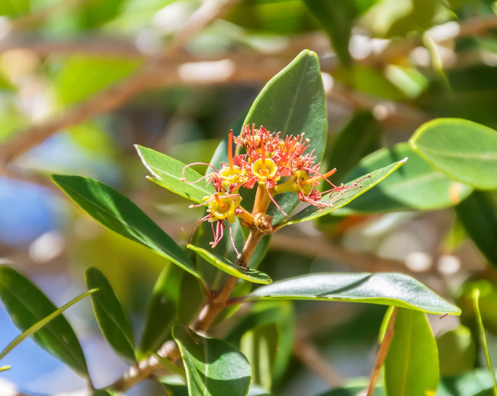 New Zealand Christmas Tree (Metrosideros Excelsa) — widely known as Metrosideros excelsa; shrub / tree for full, image 85