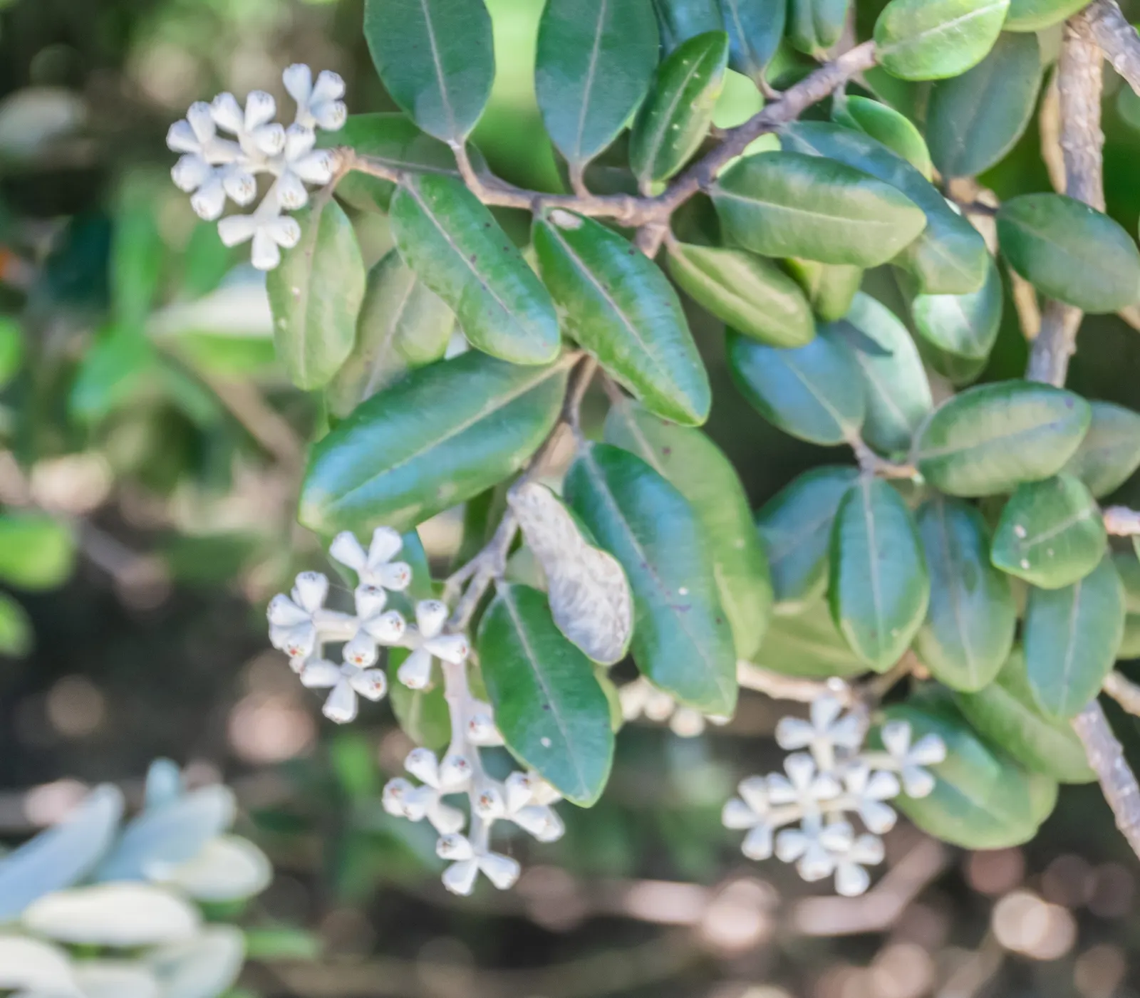 New Zealand Christmas Tree (Metrosideros Excelsa) — the New Zealand Christmas Tree demands ample space to flourish fully; widely known as, image 72