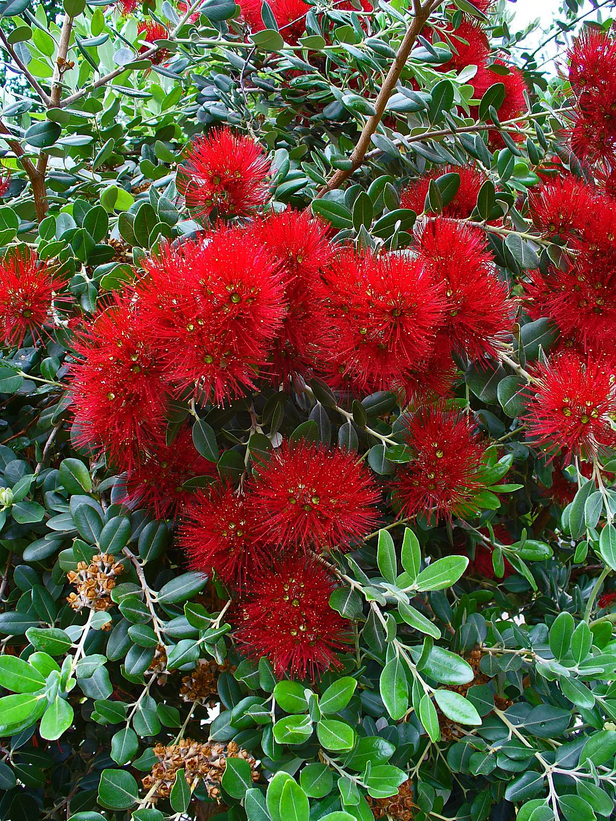 New Zealand Christmas Tree (Metrosideros Excelsa) — shrub / tree with red blooms; constitutes a hallmark species for coastal regions, image 63
