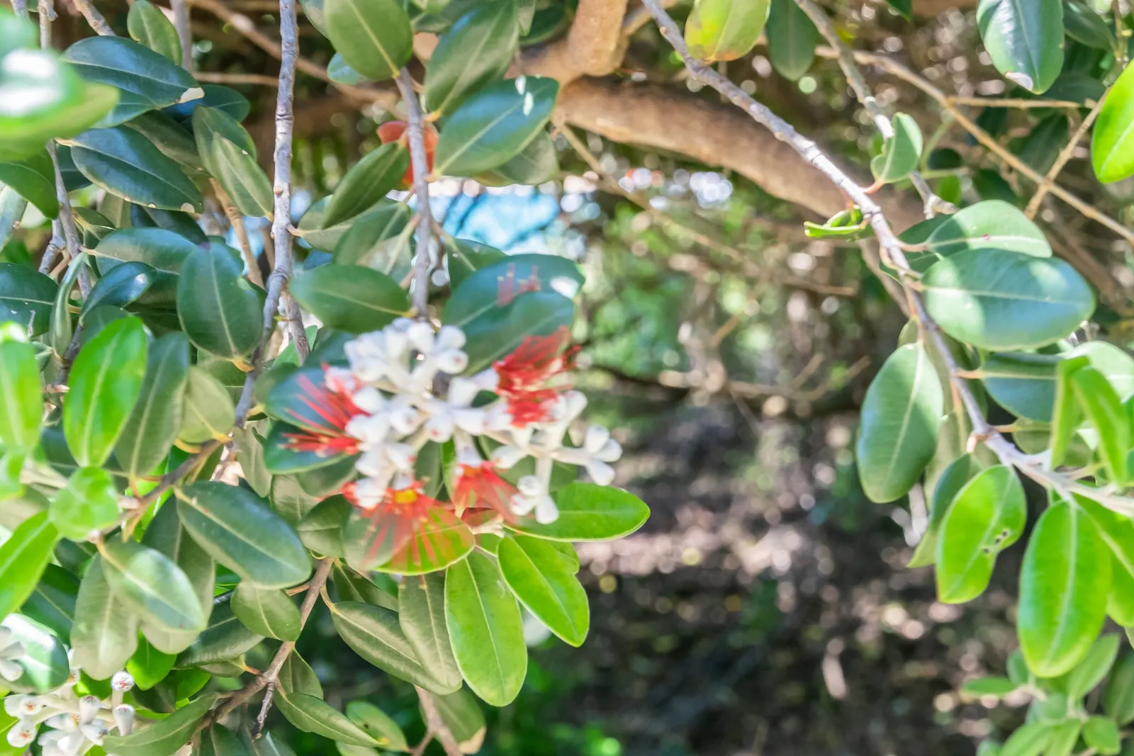 New Zealand Christmas Tree (Metrosideros Excelsa) — Suited to USDA zones 9-11, it's wind-resistant, tolerates sandy soils, and prefers full sun, image 68