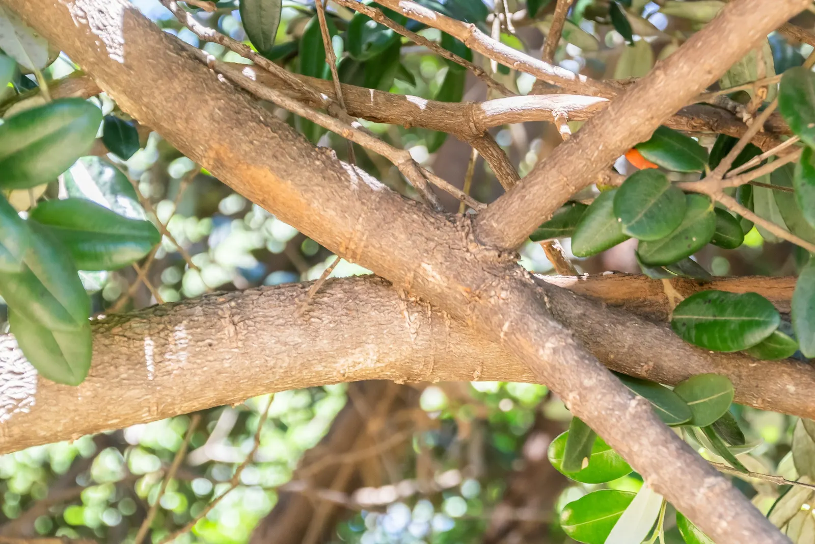 New Zealand Christmas Tree (Metrosideros Excelsa) — are a magnet for local birdlife and pollinators; measuring about 2 to 5 inches in length, image 75