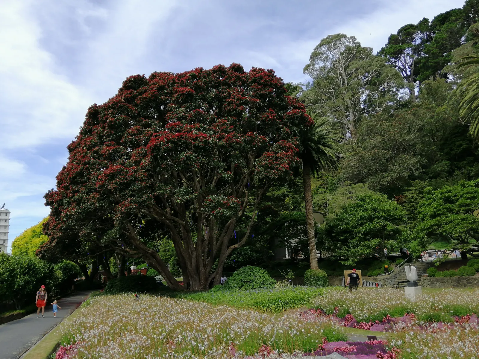 New Zealand Christmas Tree (Metrosideros Excelsa) — Metrosideros excelsa thrives in USDA hardiness zones 9 through 11; the New Zealand, image 60