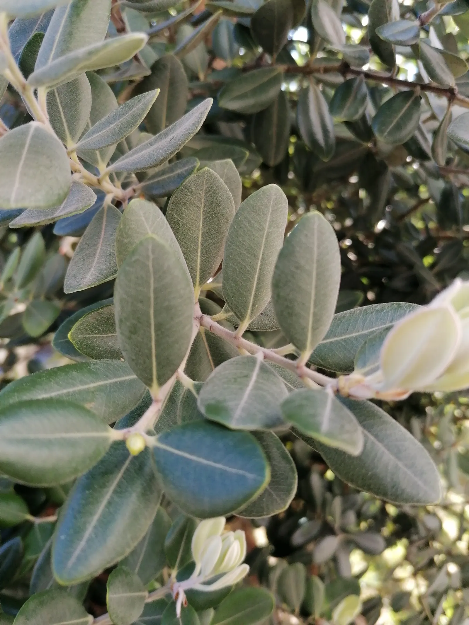 New Zealand Christmas Tree (Metrosideros Excelsa) — It boasts vibrant red, brush-like flowers blooming November-December; is an evergreen specimen, image 67
