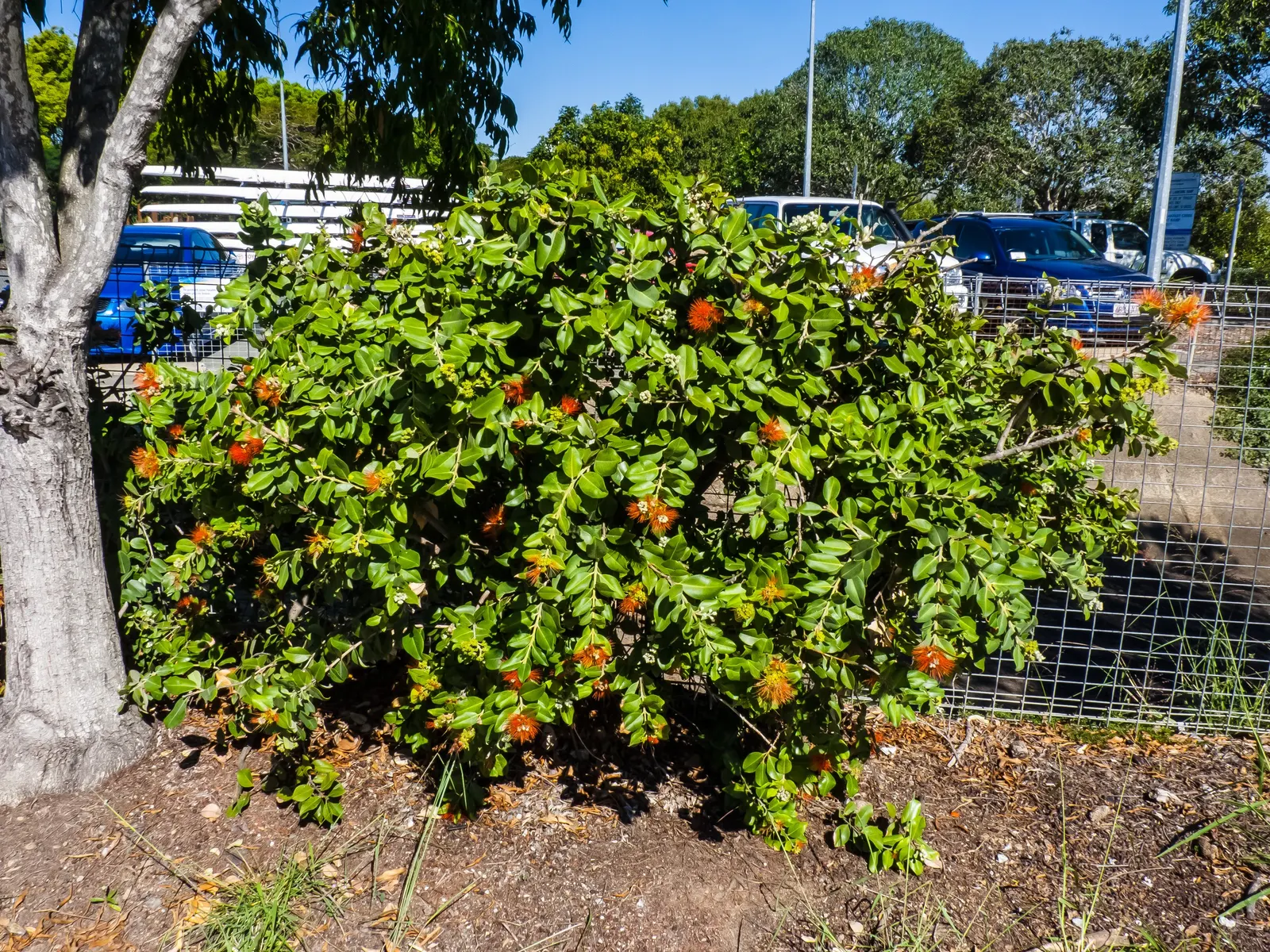 New Zealand Christmas Tree (Metrosideros Excelsa) — It boasts vibrant red, brush-like flowers blooming November-December; is an evergreen specimen, image 51