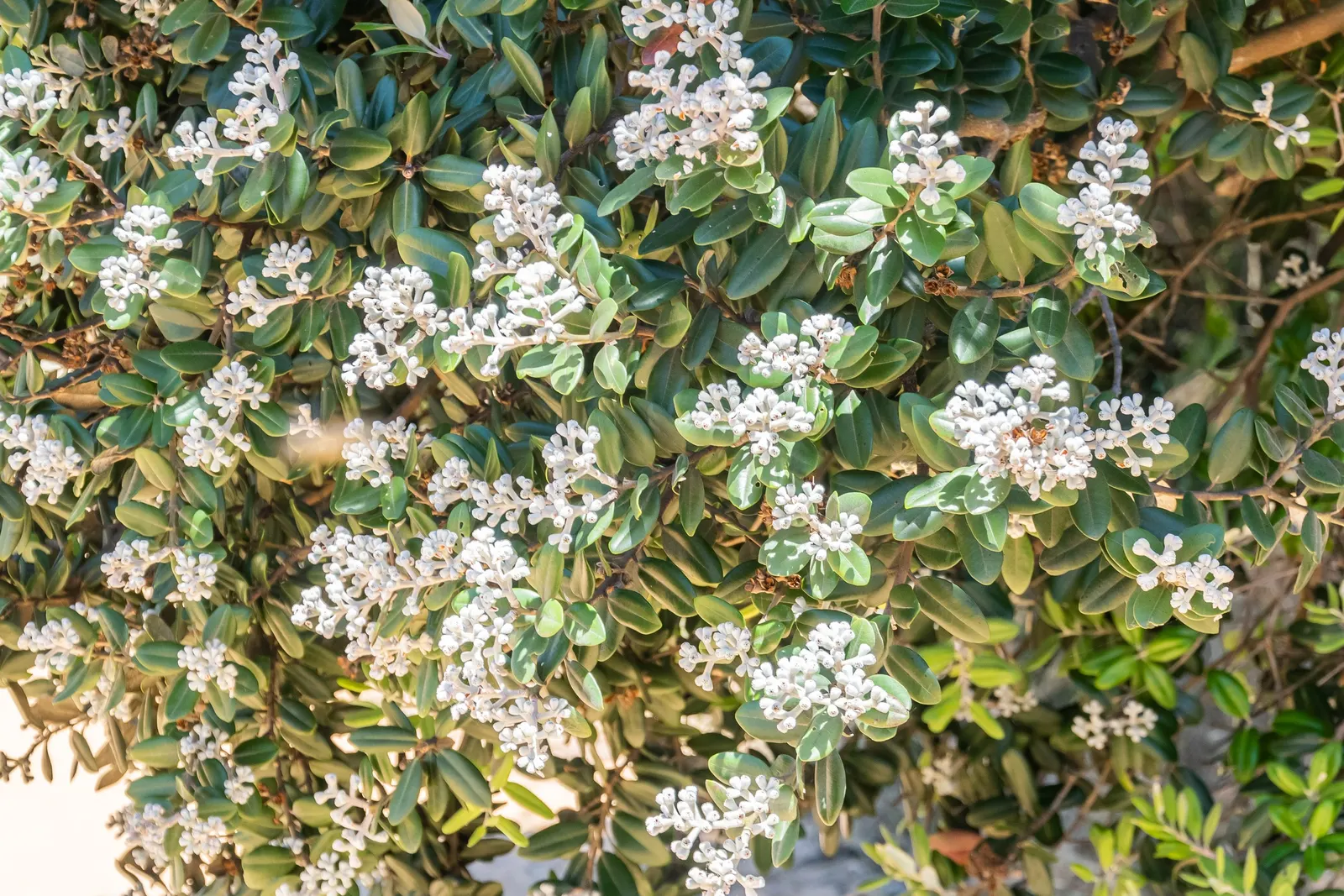 New Zealand Christmas Tree (Metrosideros Excelsa) — Metrosideros excelsa thrives in USDA hardiness zones 9 through 11; the New Zealand, image 76