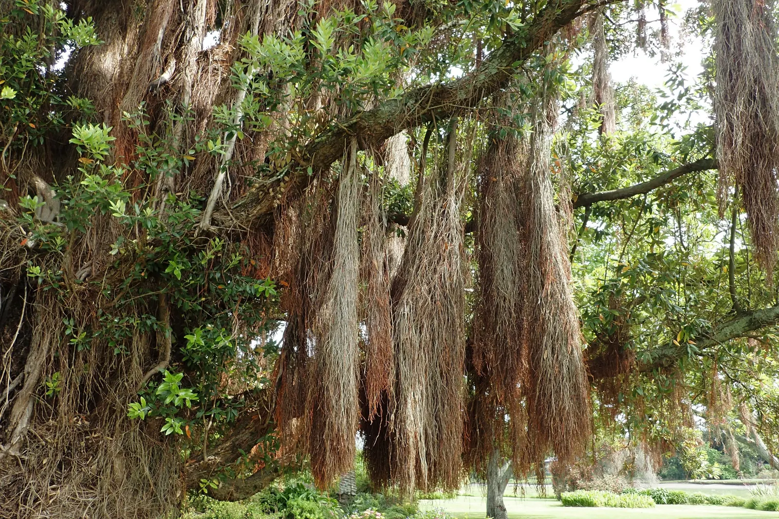 New Zealand Christmas Tree (Metrosideros Excelsa) — shrub / tree for full; it requires periodic maintenance, image 64