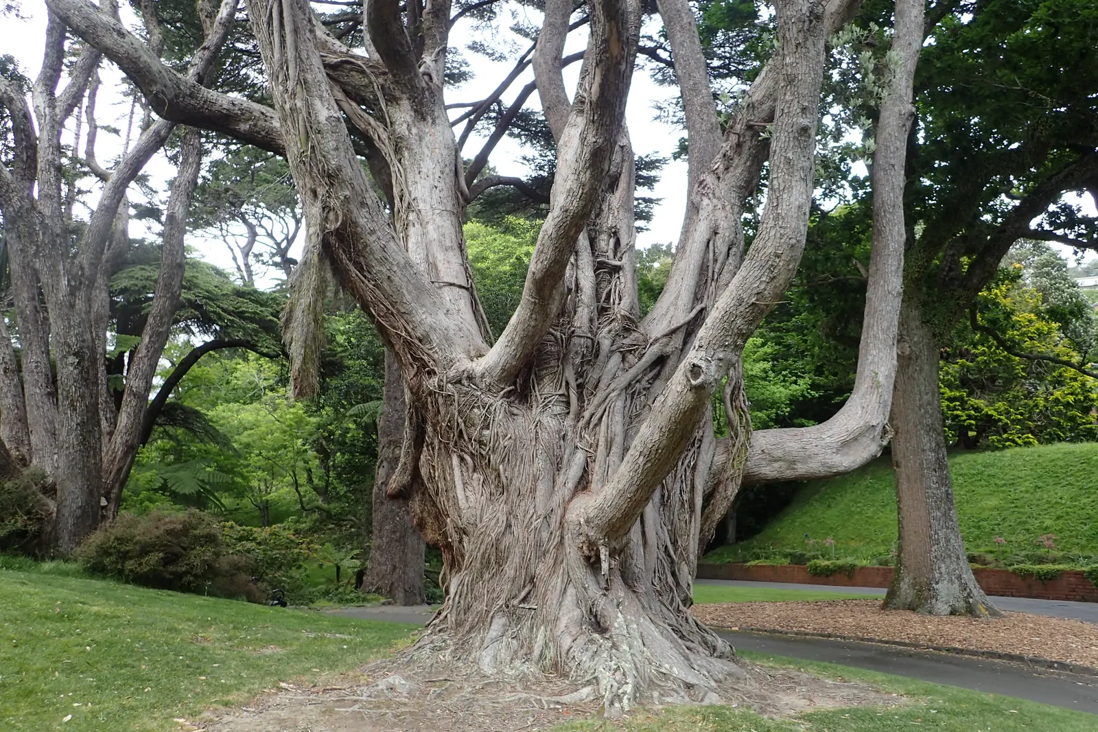 New Zealand Christmas Tree (Metrosideros Excelsa) — It boasts vibrant red, brush-like flowers blooming November-December; is an evergreen specimen, image 83