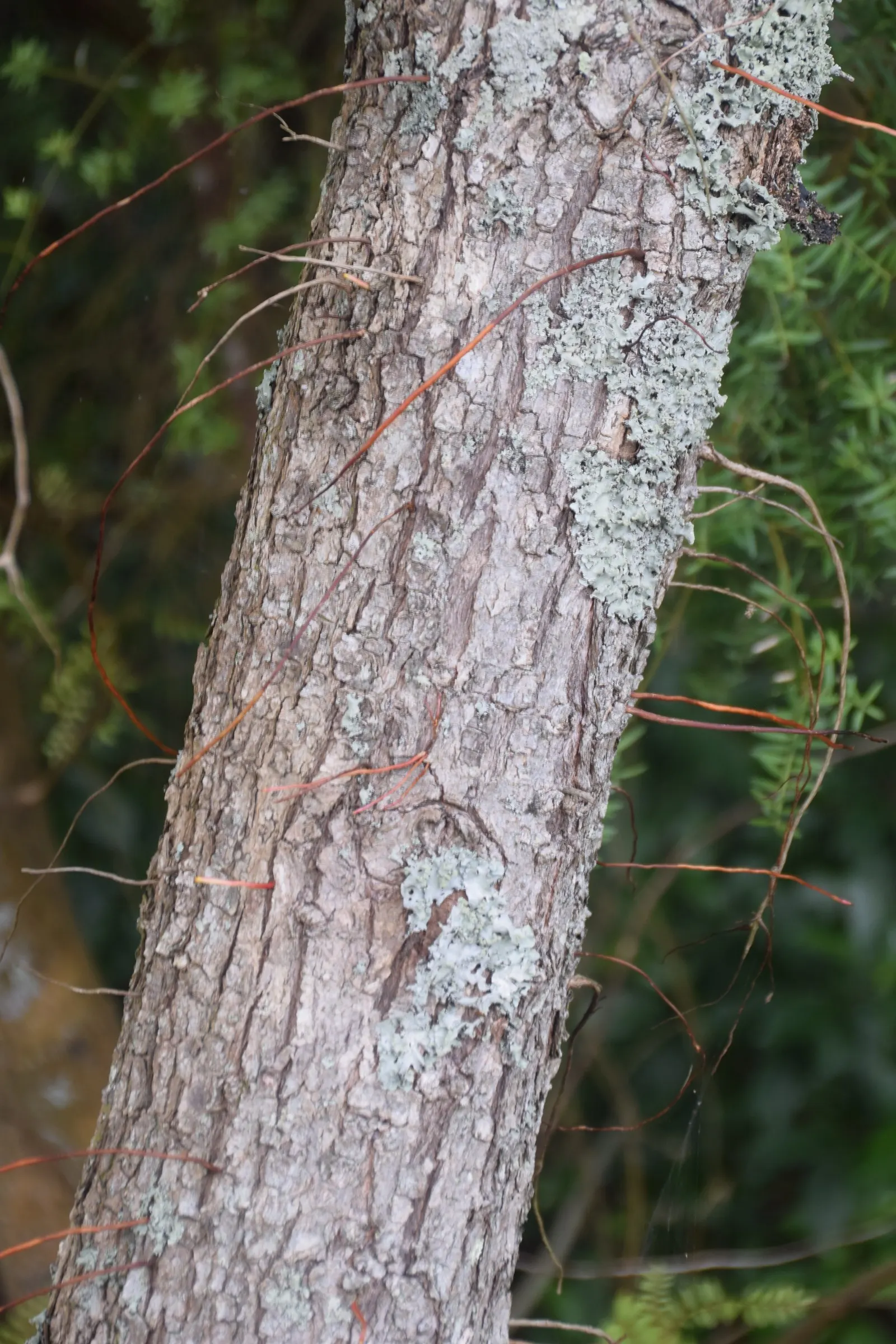 New Zealand Christmas Tree (Metrosideros Excelsa) — red flowers in the garden; shrub / tree with red blooms, image 62