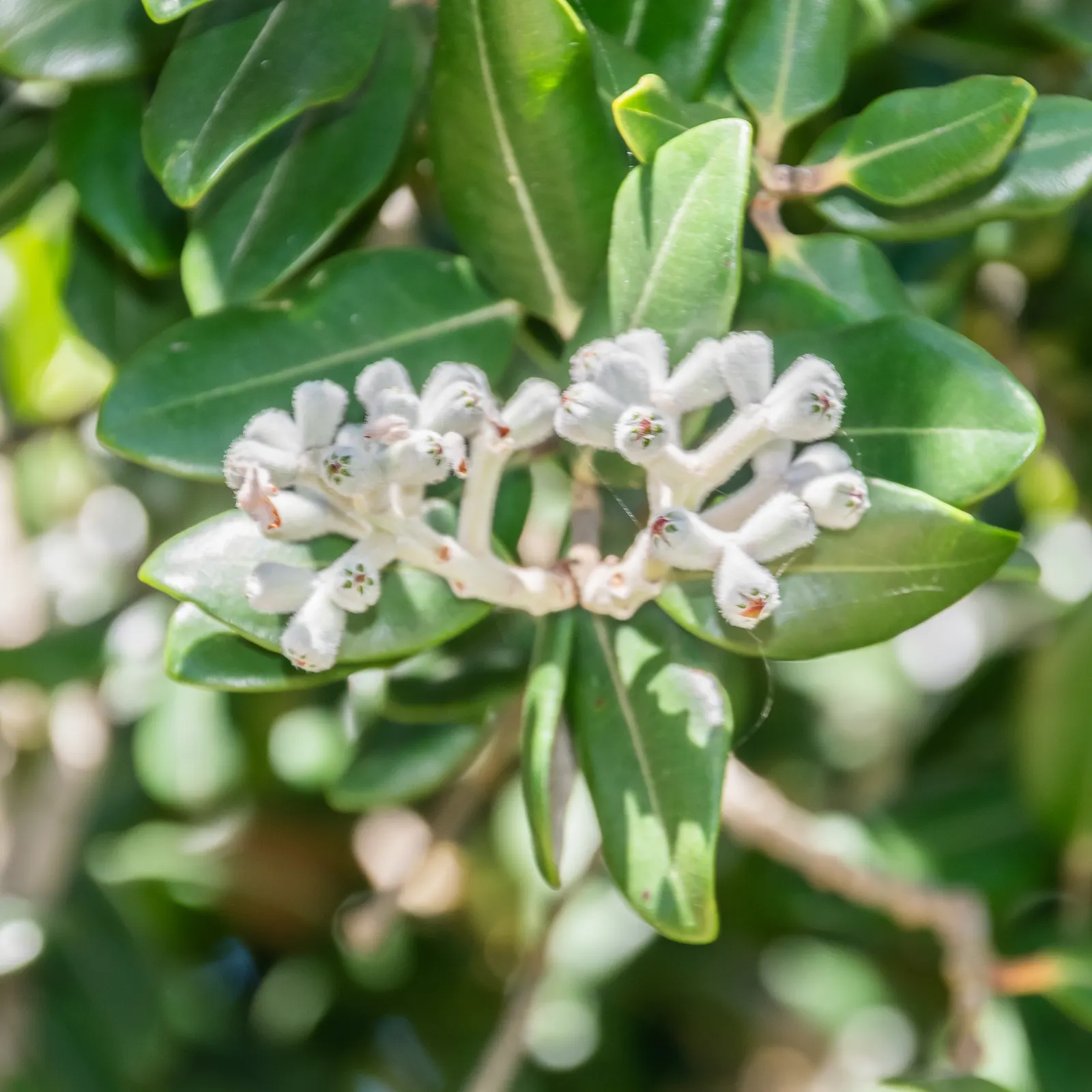 New Zealand Christmas Tree (Metrosideros Excelsa) — it requires periodic maintenance; the New Zealand Christmas Tree demands ample space to, image 77