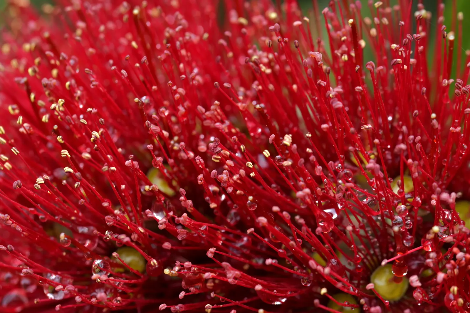 New Zealand Christmas Tree (Metrosideros Excelsa) — spreading canopy of 20 to 35 feet wide; red flowers in the garden, image 71
