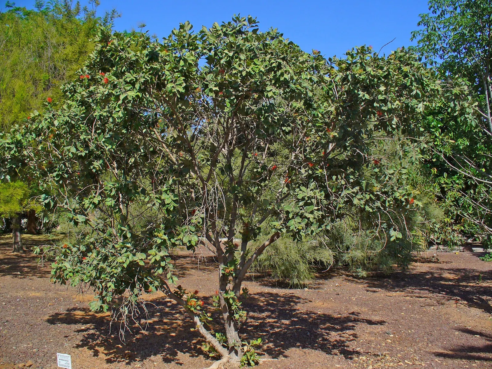 New Zealand Christmas Tree (Metrosideros Excelsa) — Suited to USDA zones 9-11, it's wind-resistant, tolerates sandy soils, and prefers full sun, image 84