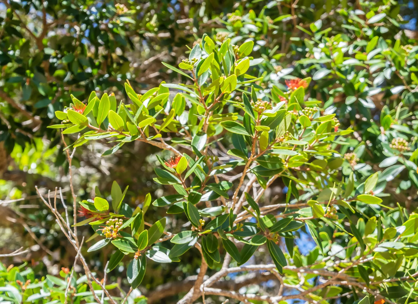 New Zealand Christmas Tree (Metrosideros Excelsa) — Its leaves are leathery in texture and dark green above with a silver-white underside, image 73