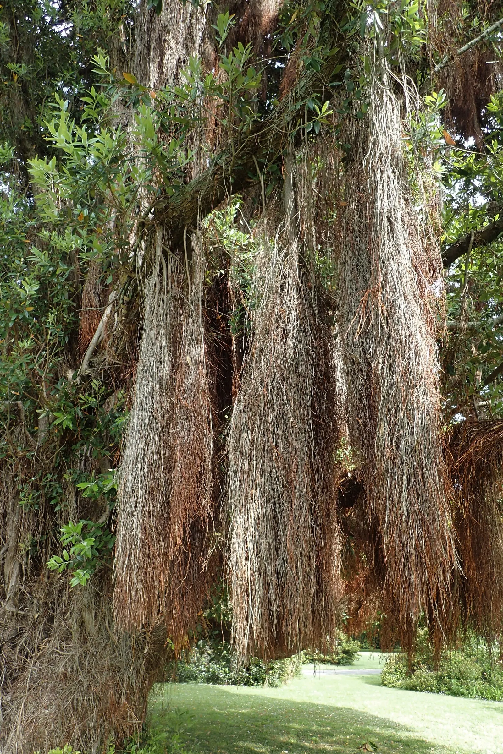 New Zealand Christmas Tree (Metrosideros Excelsa) — is an evergreen specimen reaching heights of 30-50 ft with 20-35 ft spread; are a magnet for, image 50