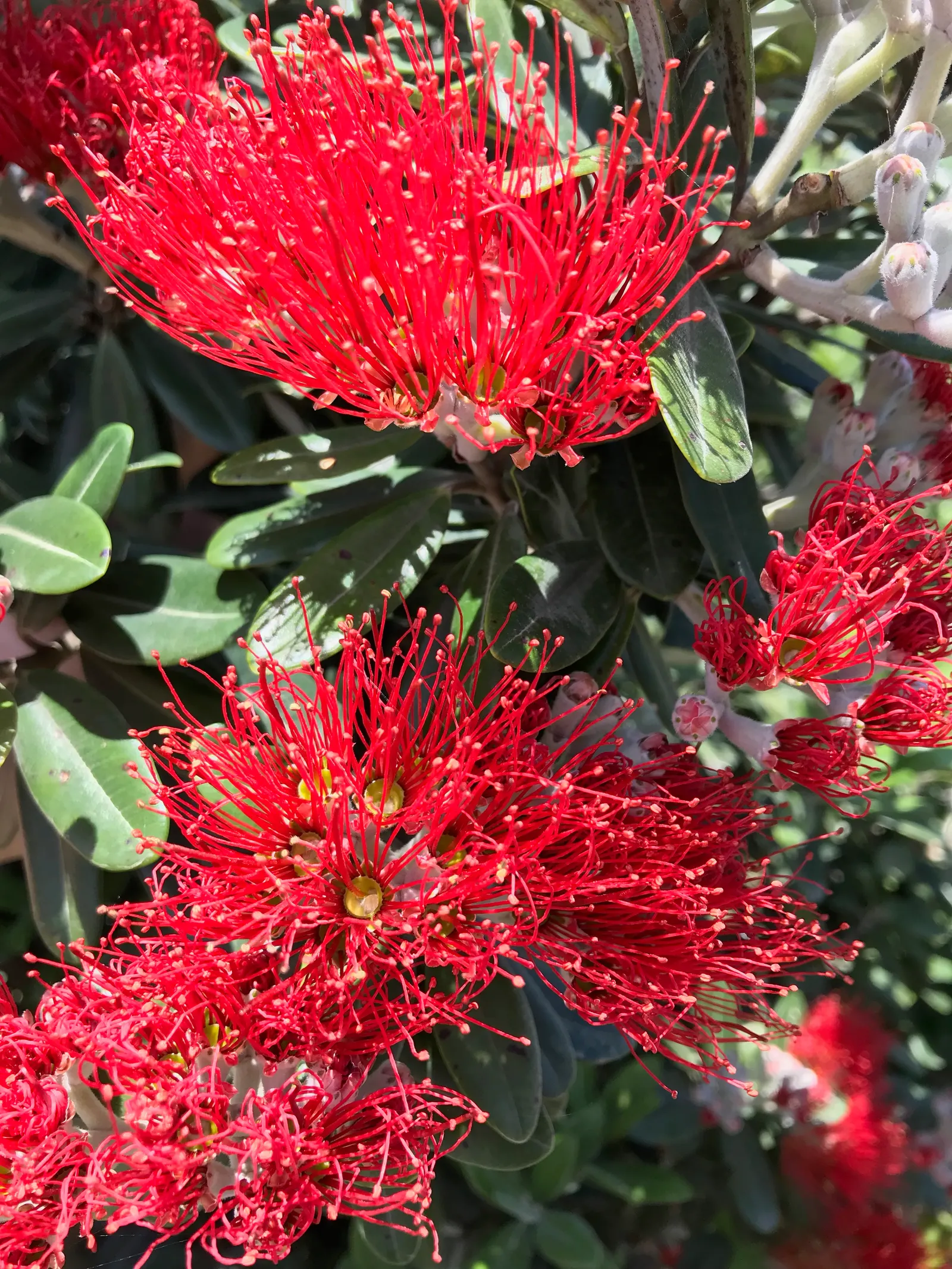 New Zealand Christmas Tree (Metrosideros Excelsa) — shrub / tree with red blooms; constitutes a hallmark species for coastal regions, image 79