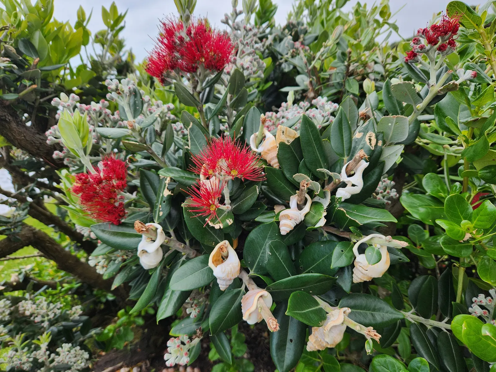 New Zealand Christmas Tree (Metrosideros Excelsa) — constitutes a hallmark species for coastal regions; spreading canopy of 20 to 35 feet wide, image 86