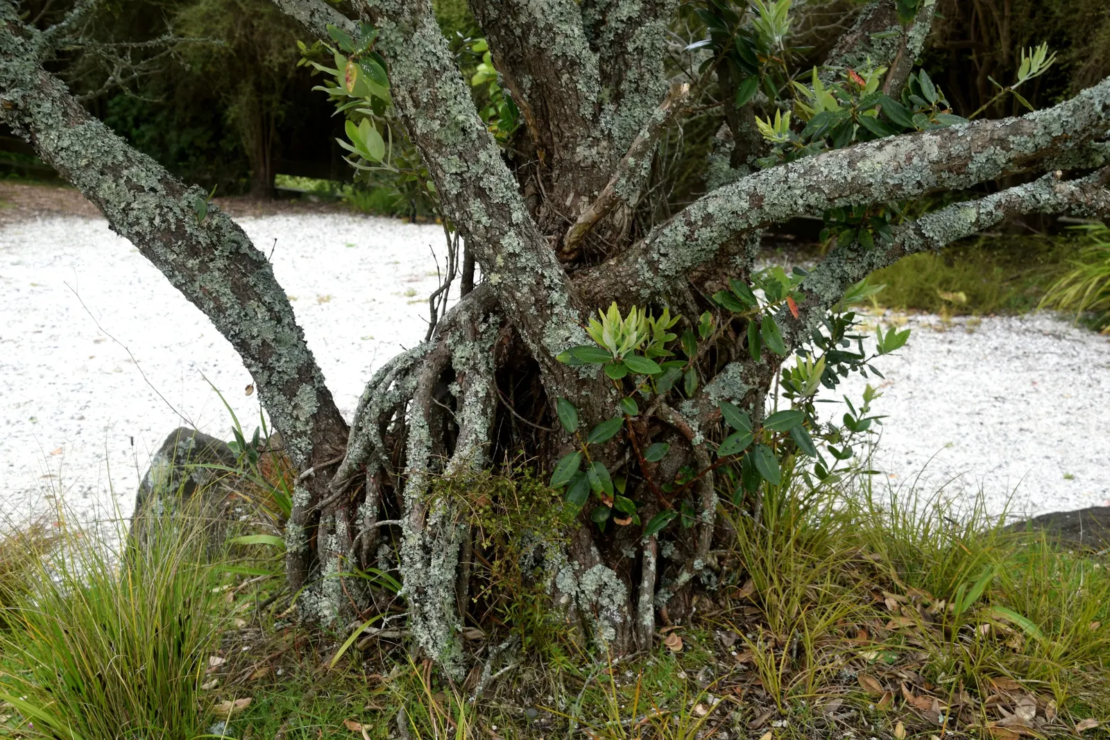 New Zealand Christmas Tree (Metrosideros Excelsa) — it requires periodic maintenance; the New Zealand Christmas Tree demands ample space to, image 61