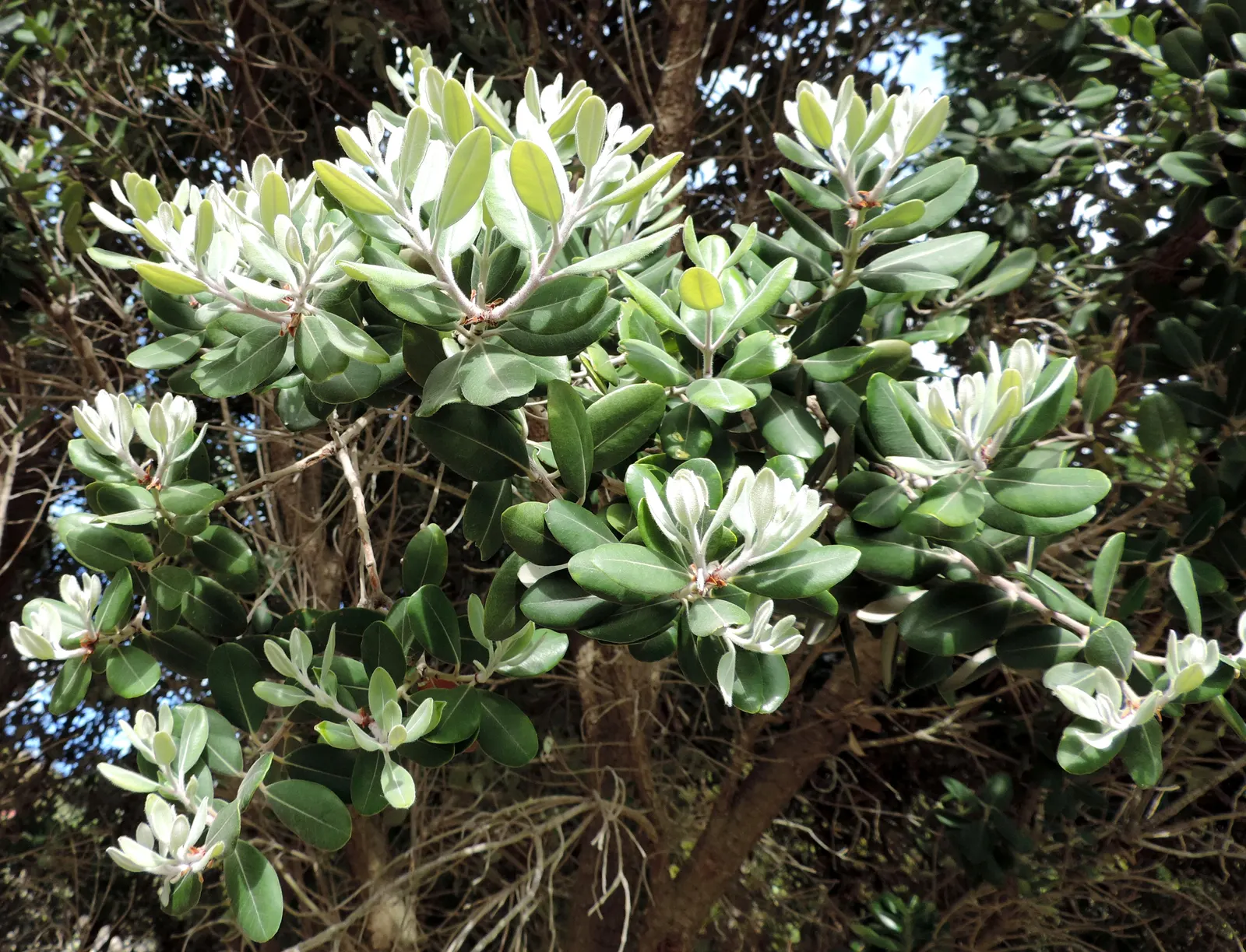 New Zealand Christmas Tree (Metrosideros Excelsa) — is an evergreen specimen reaching heights of 30-50 ft with 20-35 ft spread; are a magnet for, image 82