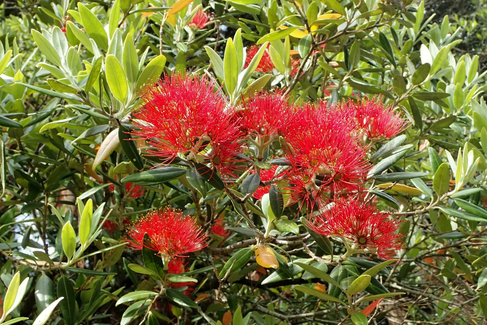 New Zealand Christmas Tree (Metrosideros Excelsa) — shrub / tree for full; it requires periodic maintenance, image 48