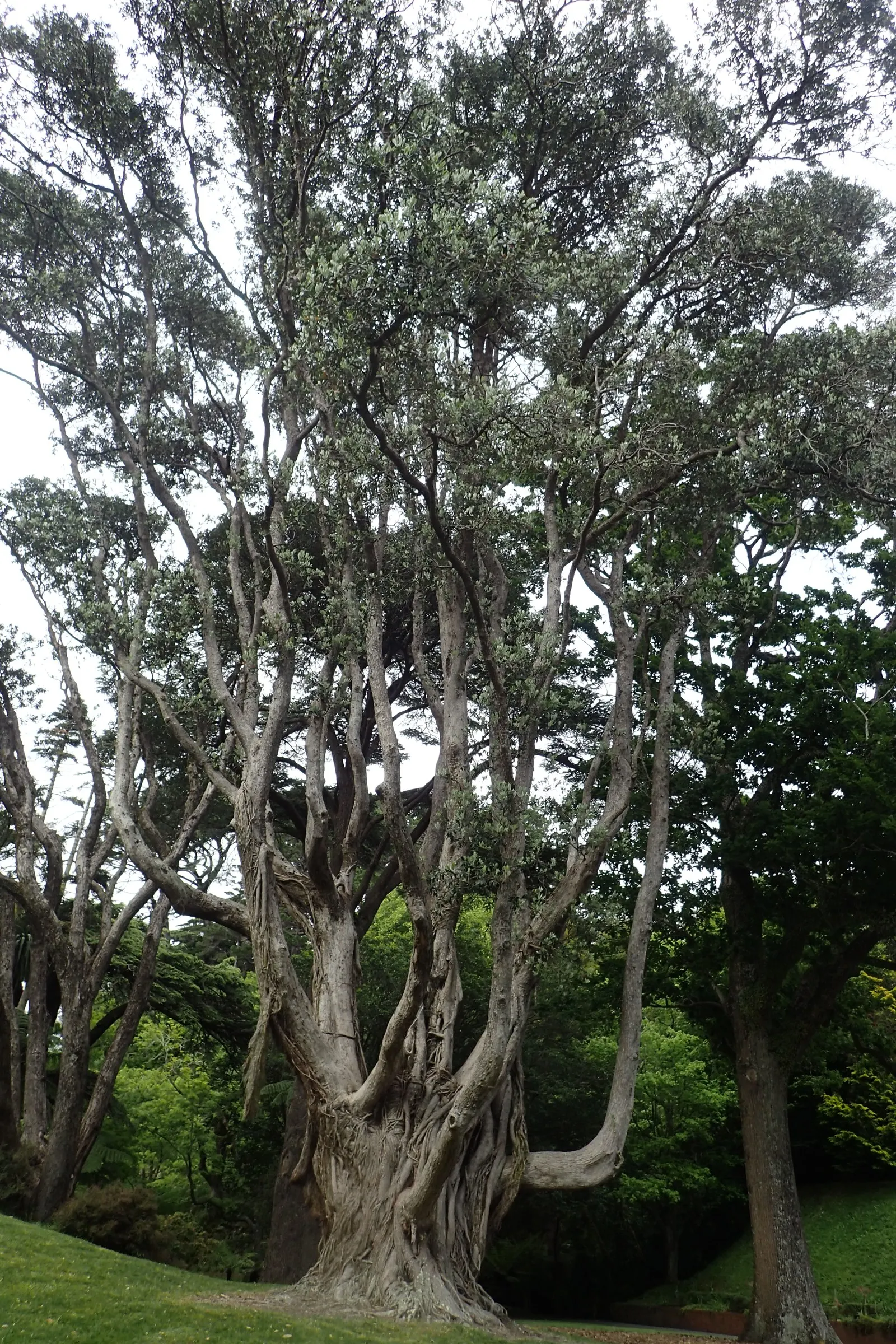 New Zealand Christmas Tree (Metrosideros Excelsa) — Its leaves are leathery in texture and dark green above with a silver-white underside, image 57