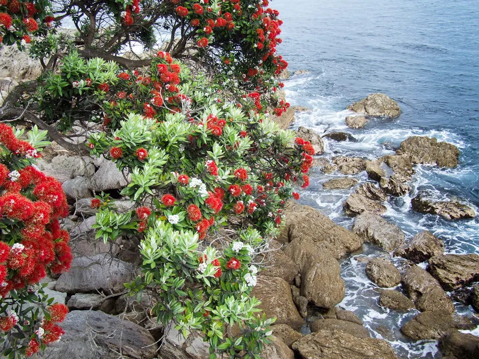 New Zealand Christmas Tree (Metrosideros Excelsa) — Suited to USDA zones 9-11, it's wind-resistant, tolerates sandy soils, and prefers full sun, image 52