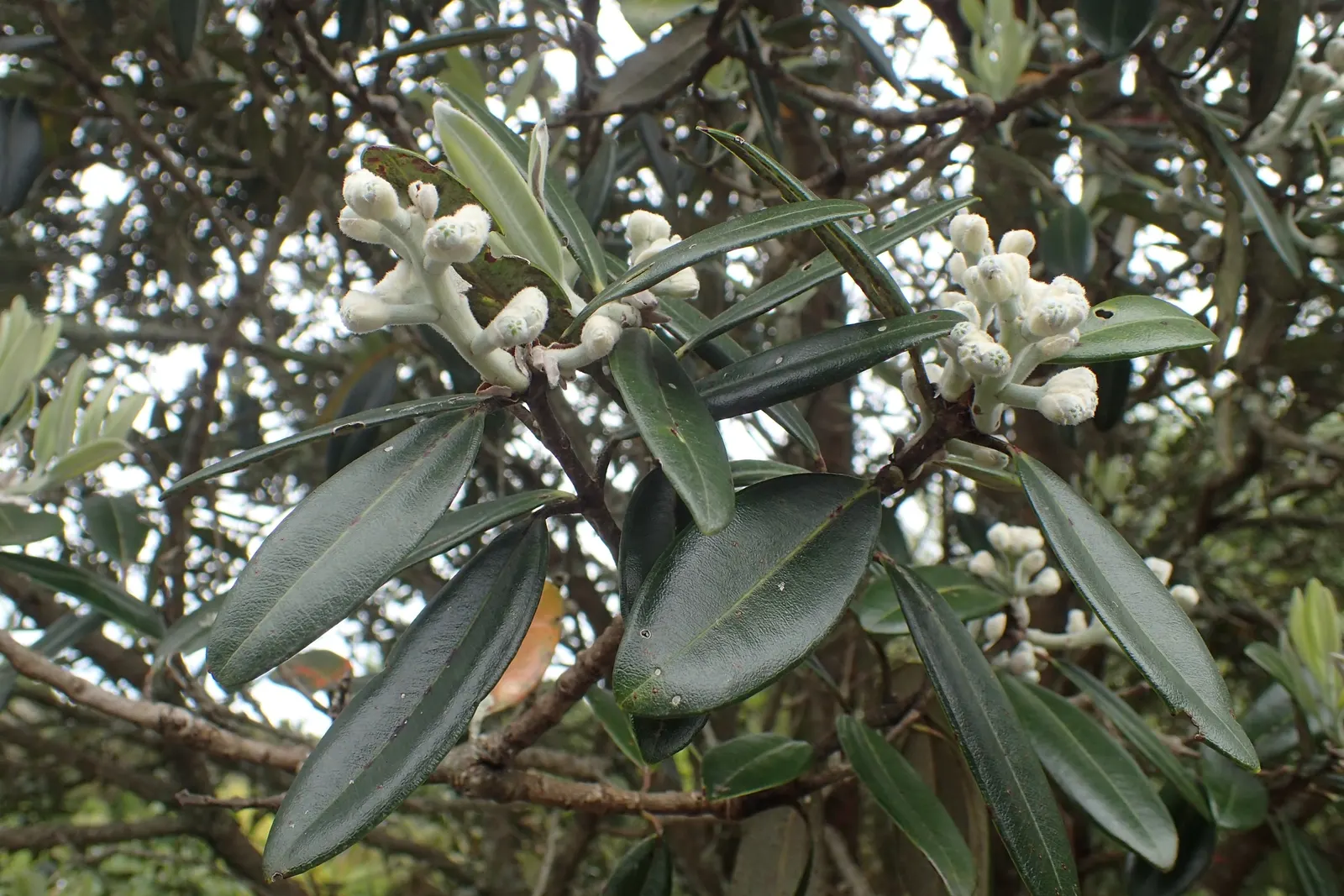 New Zealand Christmas Tree (Metrosideros Excelsa) — shrub / tree for full; it requires periodic maintenance, image 80