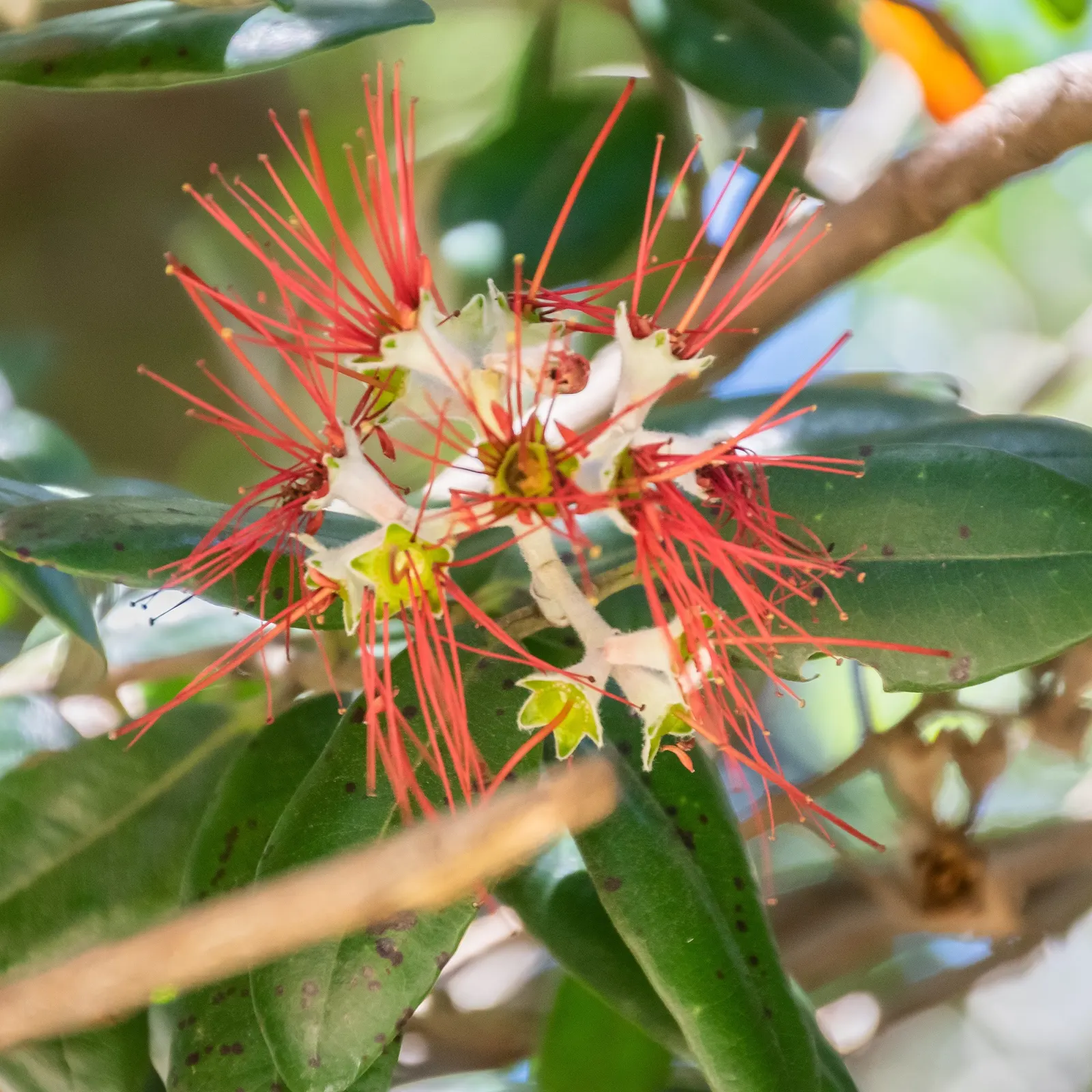 New Zealand Christmas Tree (Metrosideros Excelsa) — spreading canopy of 20 to 35 feet wide; red flowers in the garden, image 87