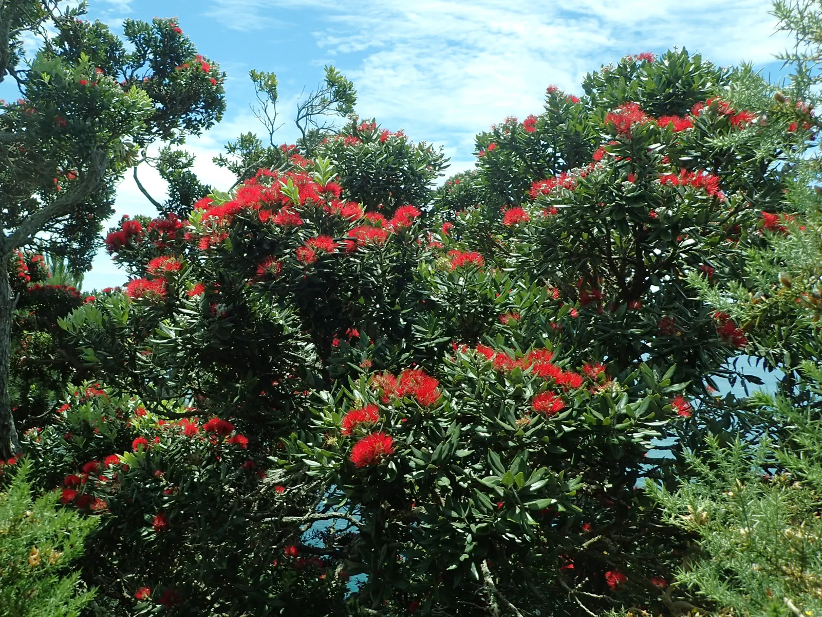New Zealand Christmas Tree (Metrosideros Excelsa) — The New Zealand Chris&trade;as Tree; suited to USDA zones 9-11, it's wind-resistant, tolerates, image 49