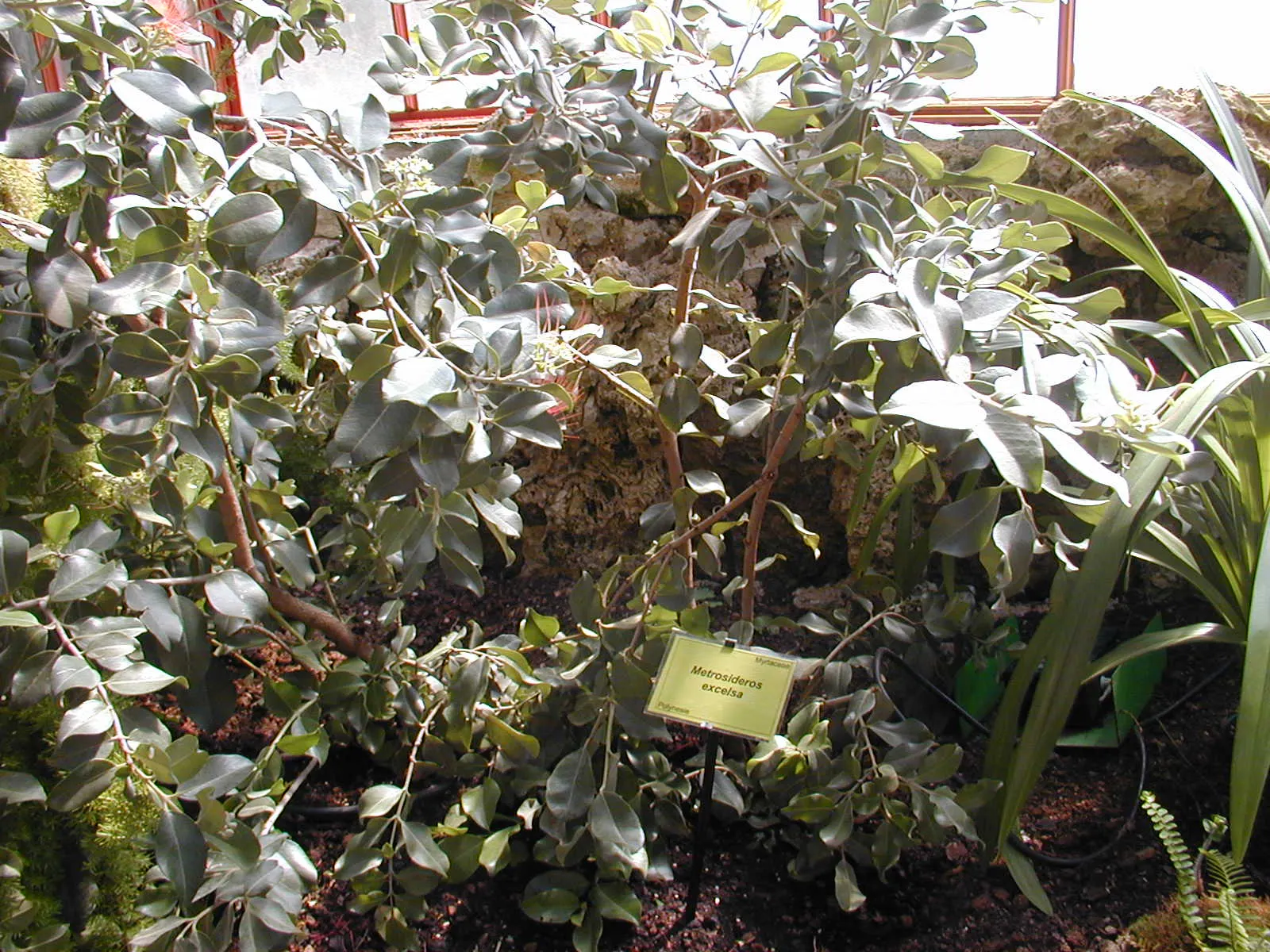 New Zealand Christmas Tree (Metrosideros Excelsa) — red flowers in the garden; shrub / tree with red blooms, image 78