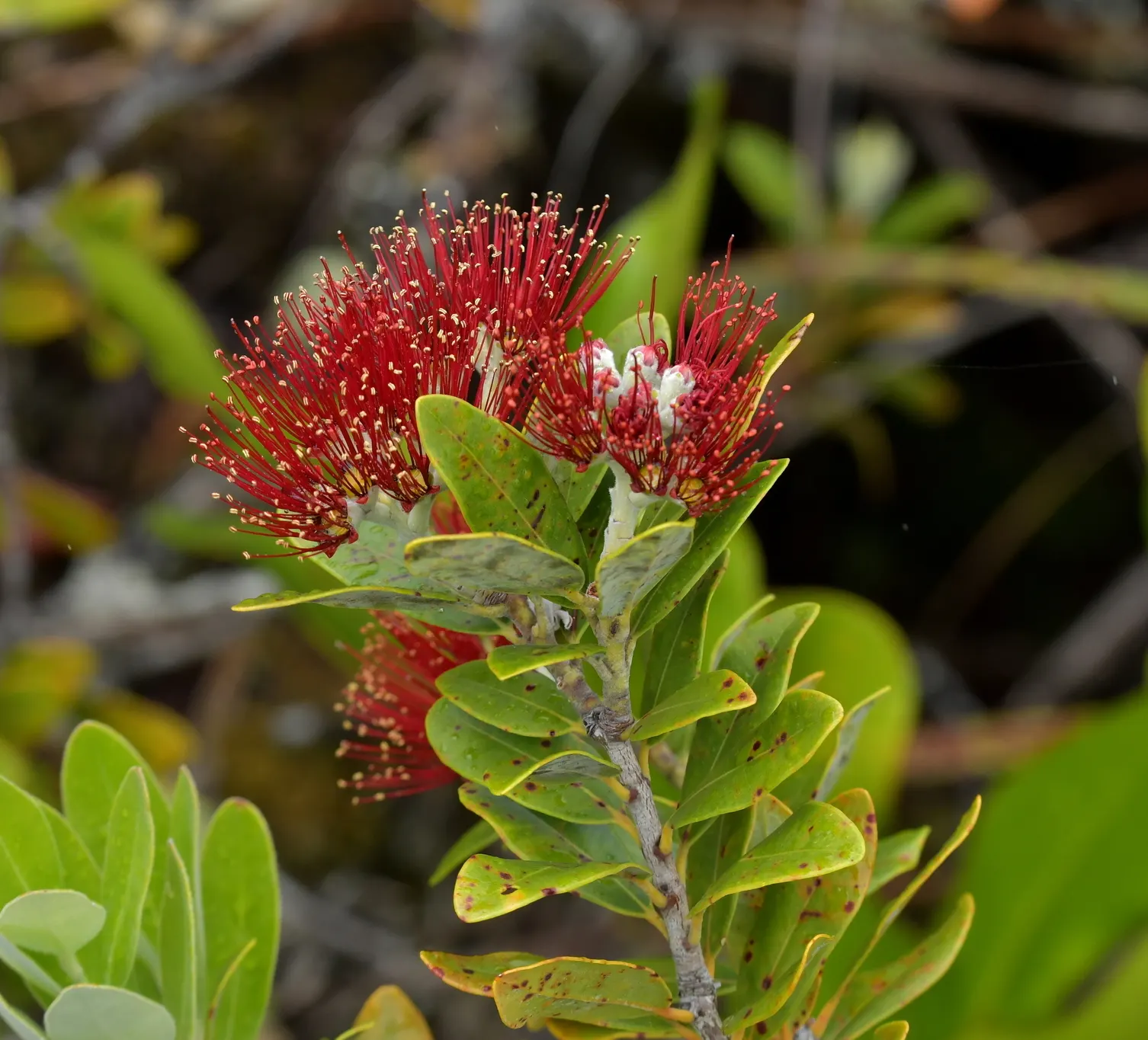 New Zealand Christmas Tree (Metrosideros Excelsa) — are a magnet for local birdlife and pollinators; measuring about 2 to 5 inches in length