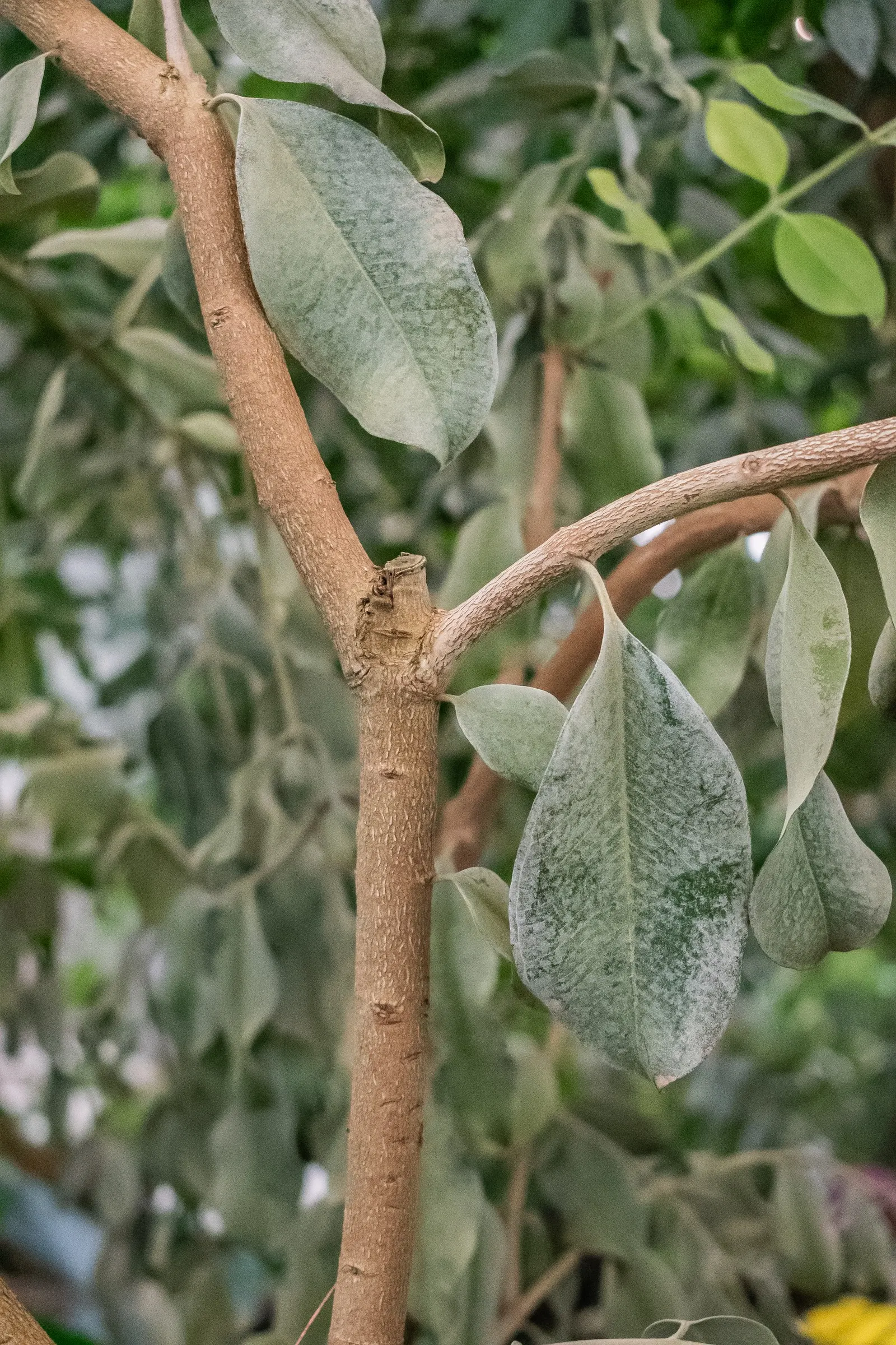 New Zealand Christmas Tree (Metrosideros Excelsa) — it requires periodic maintenance; the New Zealand Christmas Tree demands ample space to flourish fully