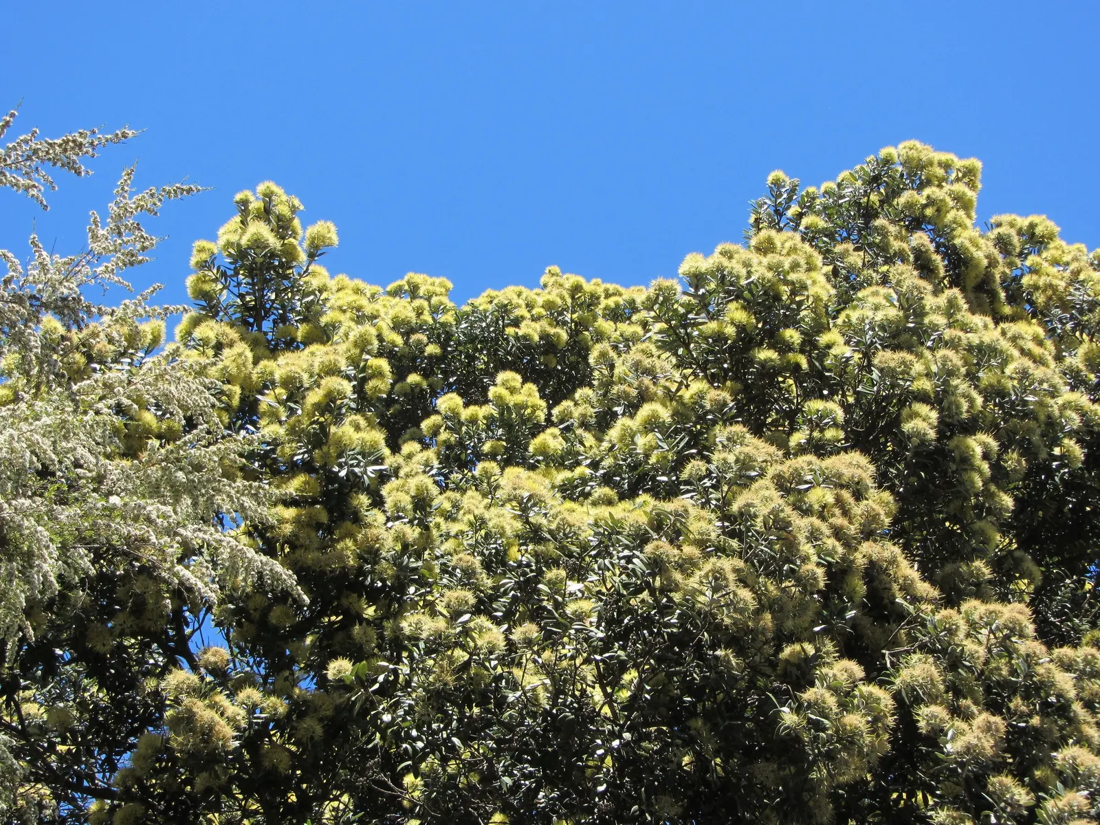 New Zealand Christmas Tree (Metrosideros Excelsa) — is an evergreen specimen reaching heights of 30-50 ft with 20-35 ft spread; are a magnet for, image 34