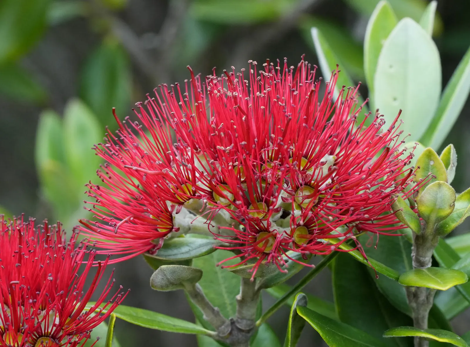 New Zealand Christmas Tree (Metrosideros Excelsa) — measuring about 2 to 5 inches in length; it boasts vibrant red, brush-like flowers blooming