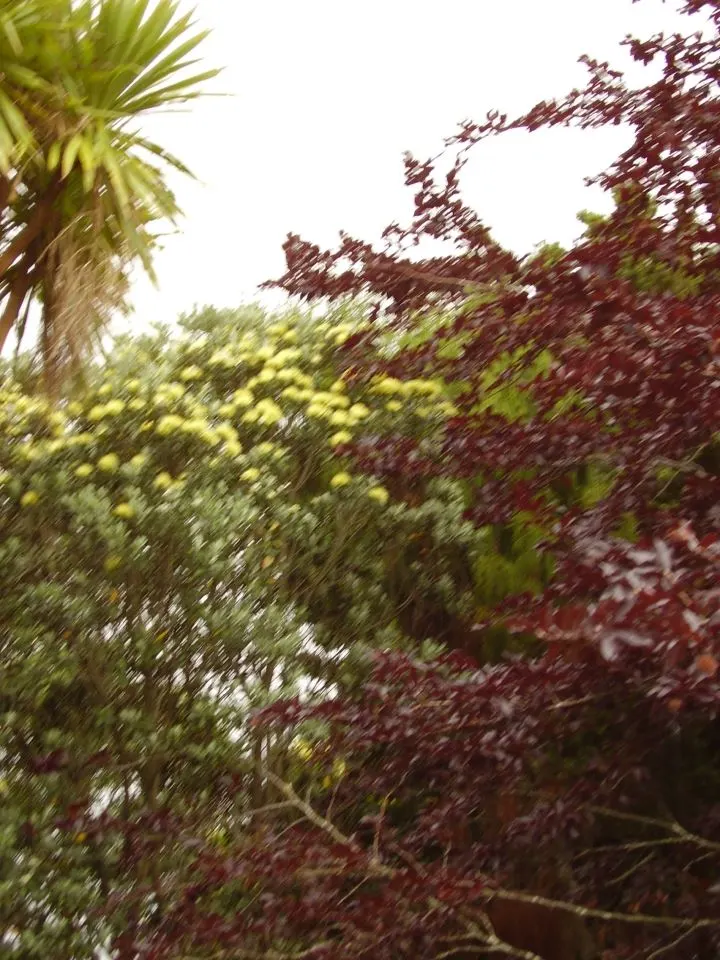 New Zealand Christmas Tree (Metrosideros Excelsa) — spreading canopy of 20 to 35 feet wide; red flowers in the garden, image 55