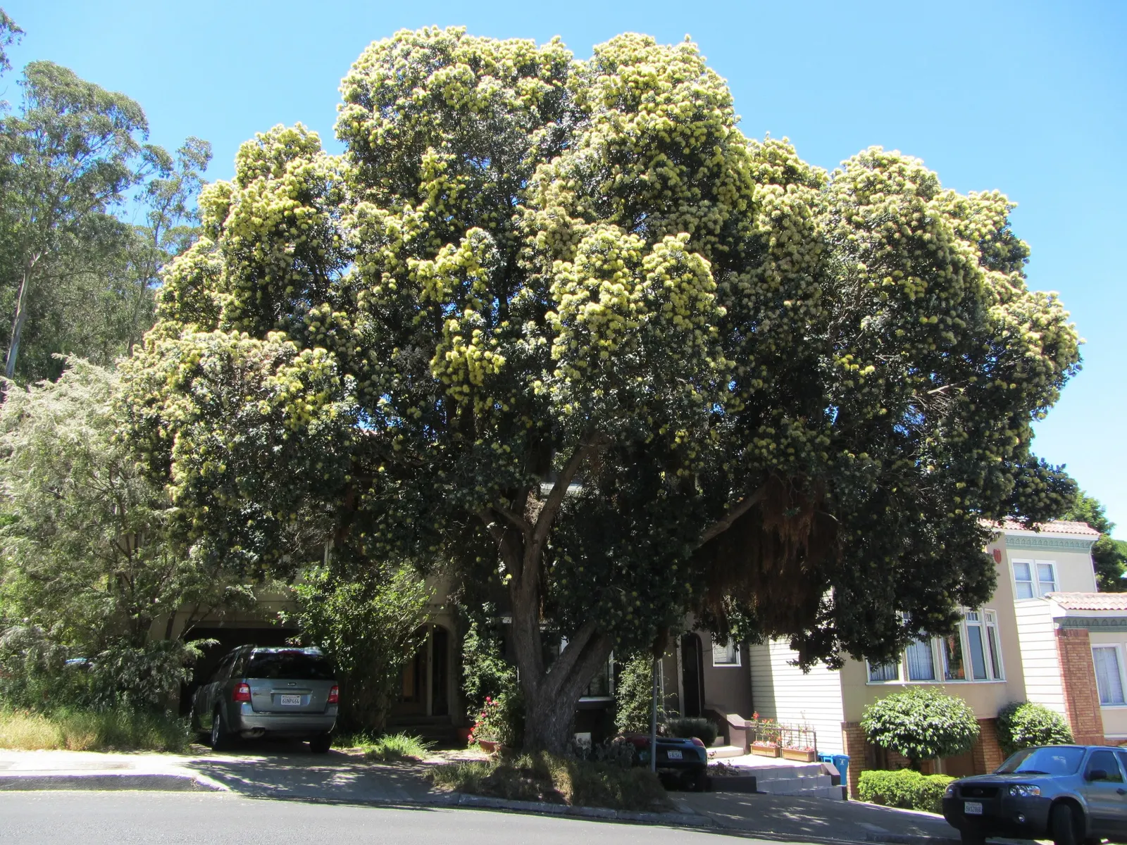New Zealand Christmas Tree (Metrosideros Excelsa) — spreading canopy of 20 to 35 feet wide; red flowers in the garden, image 39