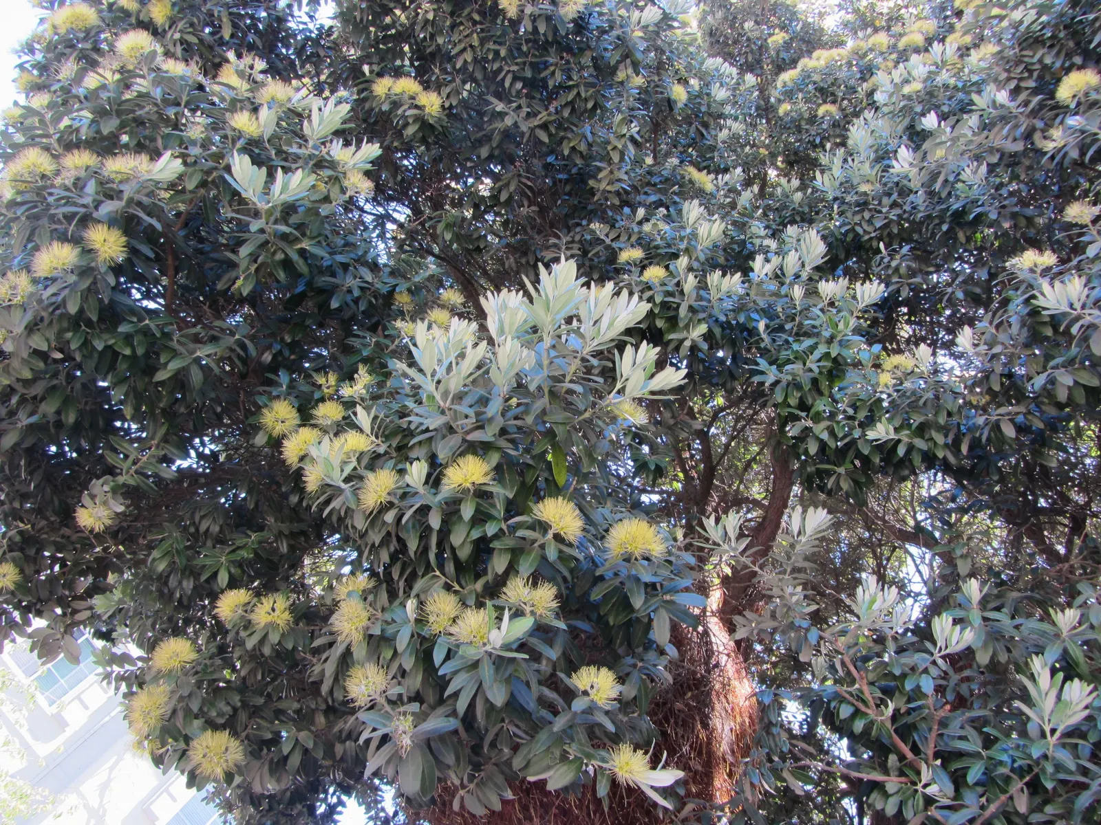 New Zealand Christmas Tree (Metrosideros Excelsa) — It boasts vibrant red, brush-like flowers blooming November-December; is an evergreen specimen, image 35