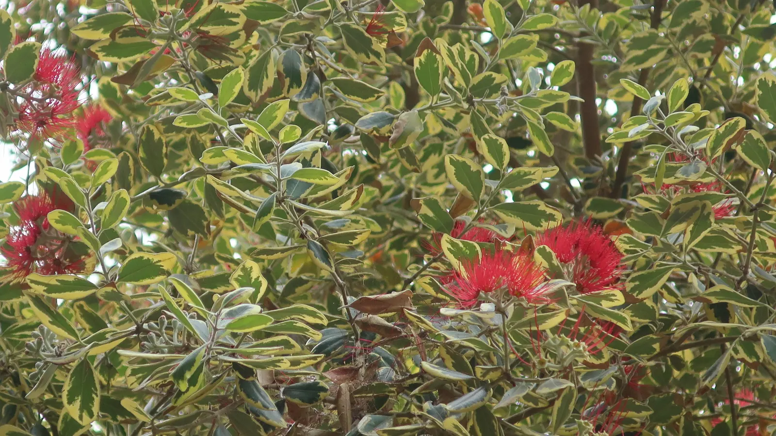 New Zealand Christmas Tree (Metrosideros Excelsa) — red flowers in the garden; shrub / tree with red blooms, image 46
