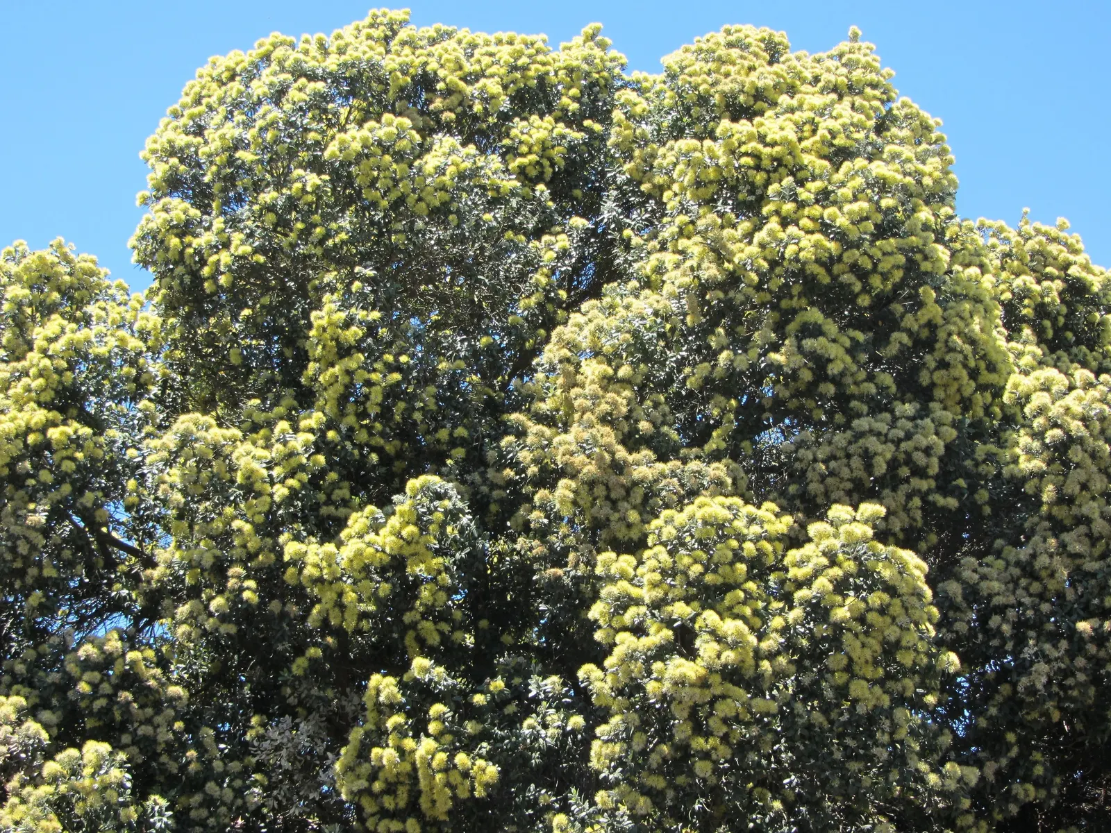 New Zealand Christmas Tree (Metrosideros Excelsa) — widely known as Metrosideros excelsa; shrub / tree for full, image 37